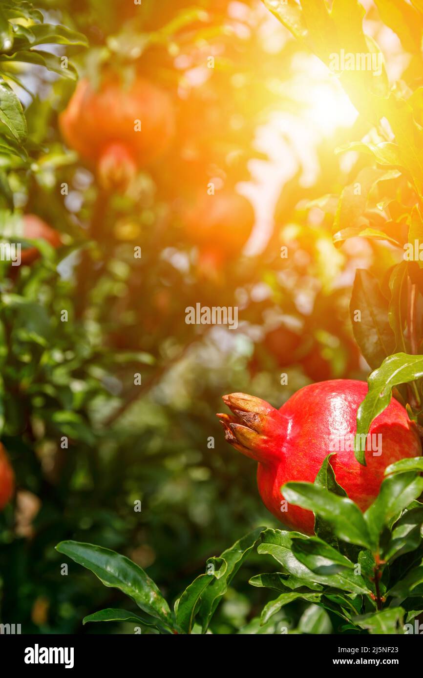 I melograni rossi crescono su albero di melograno. Frutta fresca nel frutteto. Foto Stock