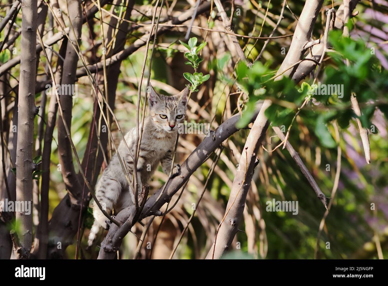 Primo piano di un piccolo gattino tabby che sale su un albero Foto Stock