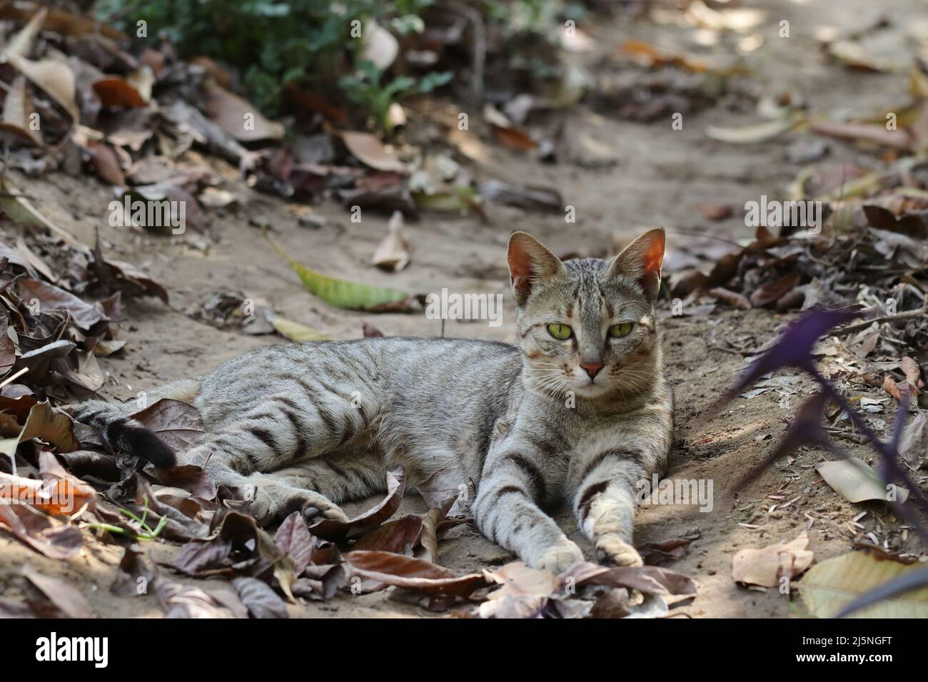 Primo piano di un piccolo gatto grigio tabby bambino sdraiato in giardino in autunno e guardando la macchina fotografica Foto Stock