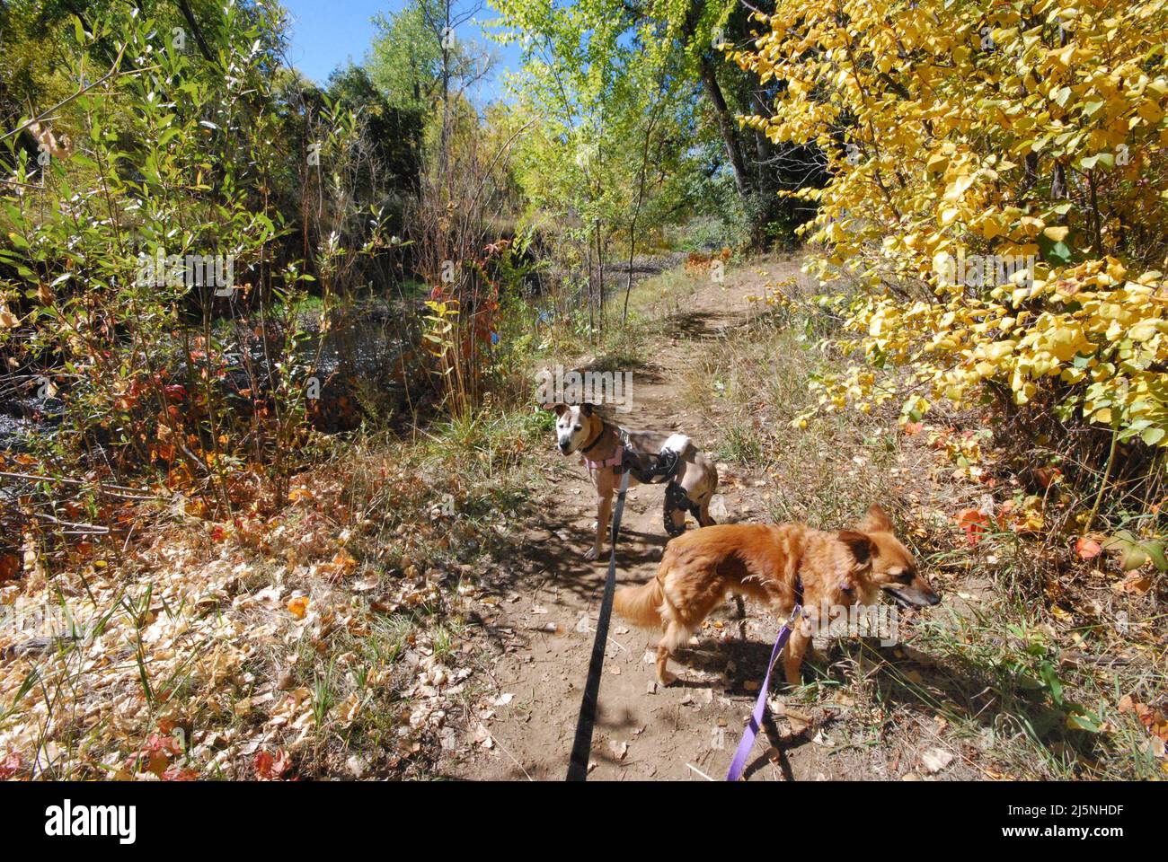 Due cani di cui uno con ginocchio ortotico stifle brace fuori per una passeggiata su strada sterrata attraverso gli alberi Foto Stock