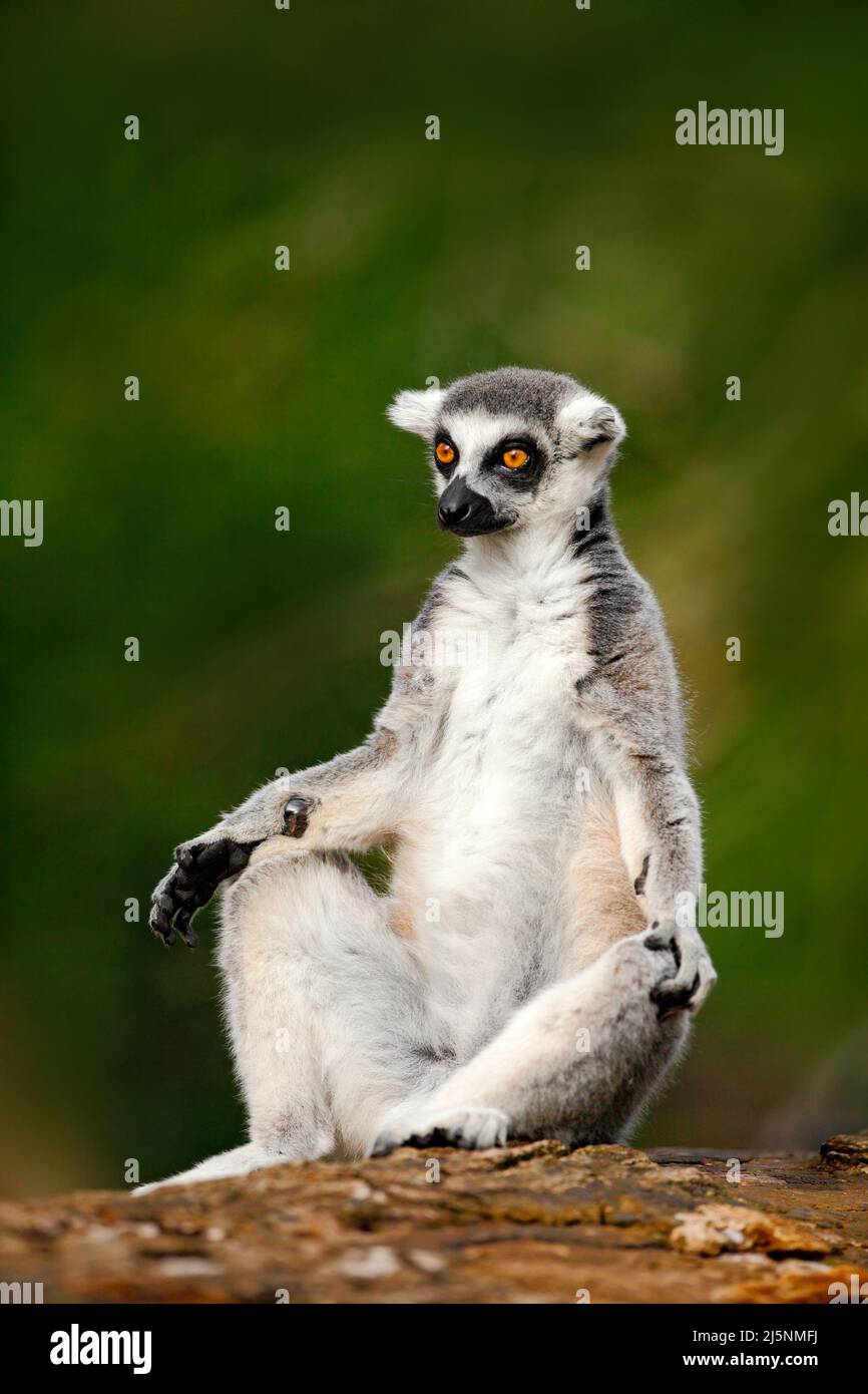 Lemur catta, con coda ad anello, con fondo verde chiaro. Grande primate strepsirrina nell'habitat naturale. Animale carino dal Madagascar. Bellissima Foto Stock