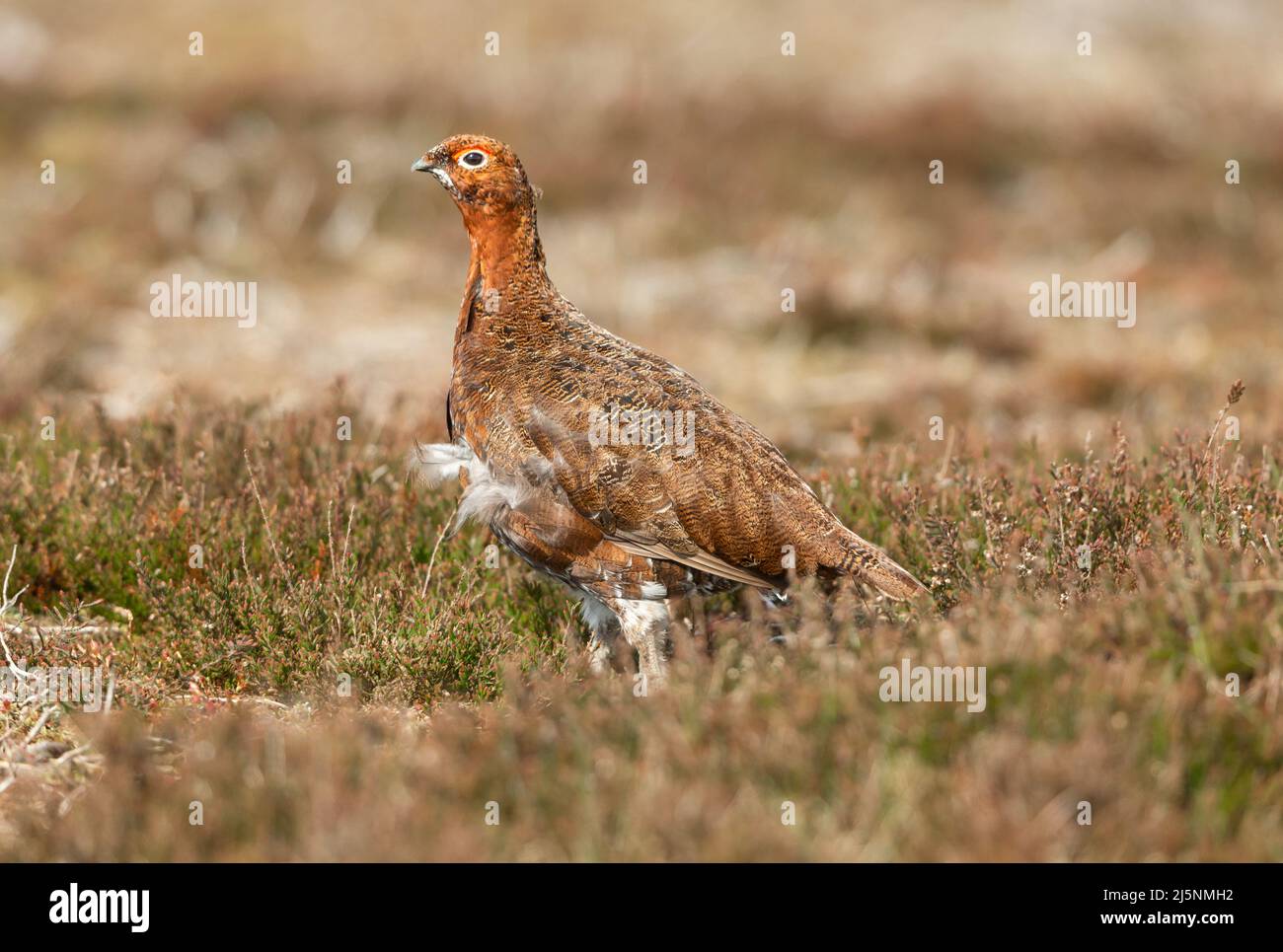 Maschio Red Grouse, Nome scientifico: Lagopus Lagopus, in primavera. Di fronte a sinistra in habitat naturale di brughiera e erbe. Orizzontale. Copia Foto Stock