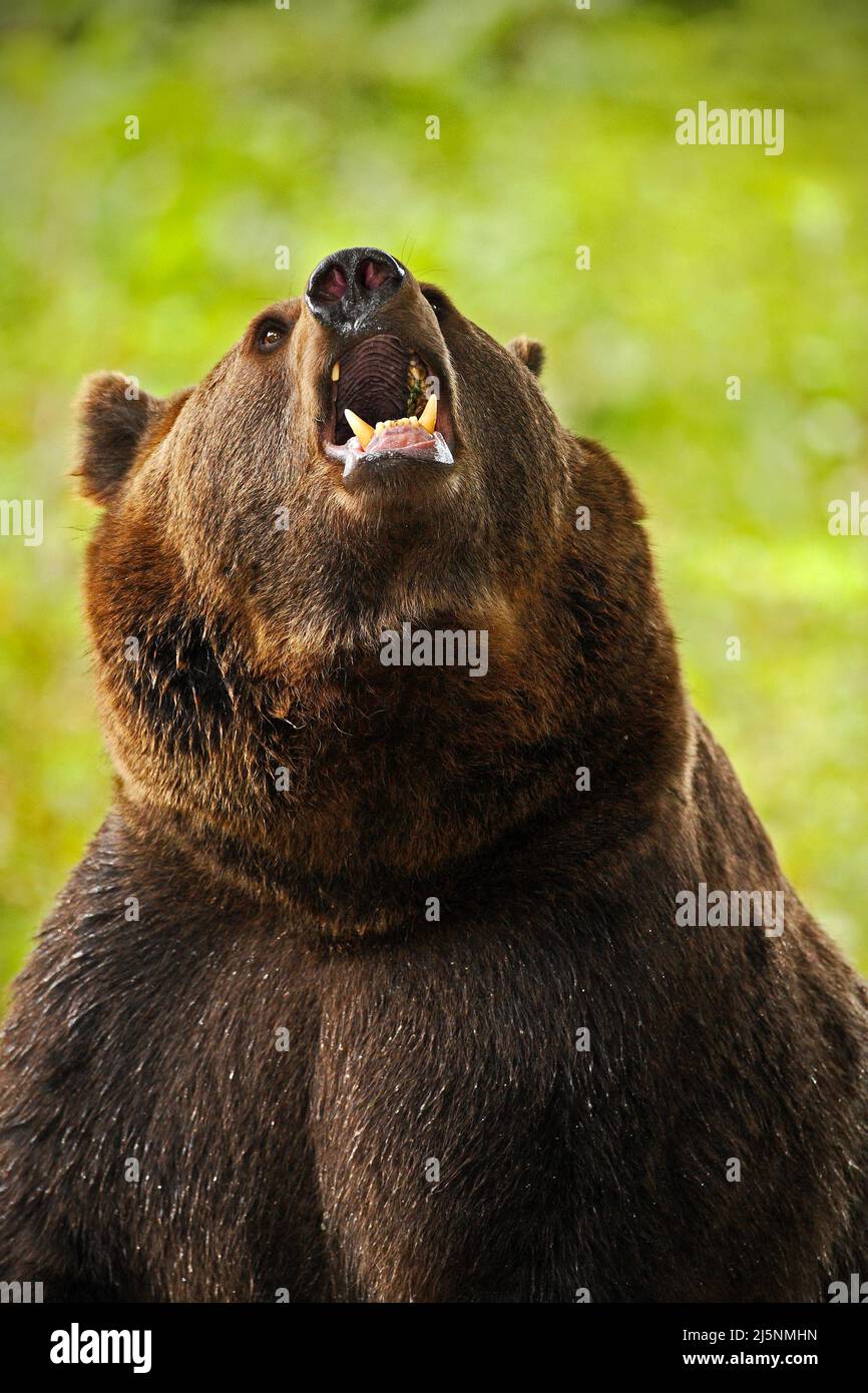 Ritratto di orso bruno. Animale pericoloso con museruola aperta. Ritratto del viso dell'orso bruno. Orso con museruola aperta con dente grosso. Orso marrone nella natura Foto Stock