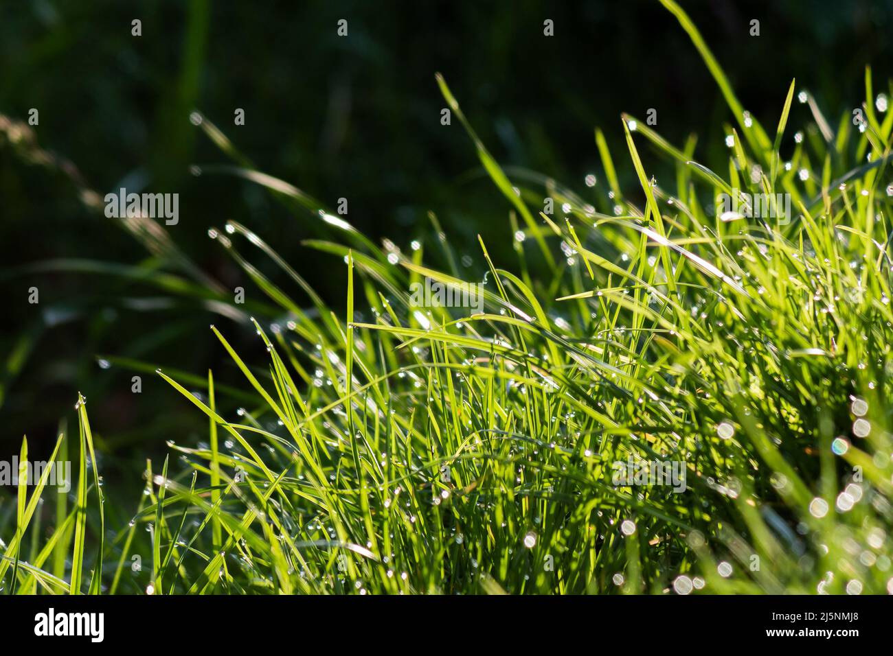 gocce di rugiada sull'erba nell'ambiente naturale. piante verdi bagnate all'aperto. primavera fresco sfondo naturale Foto Stock