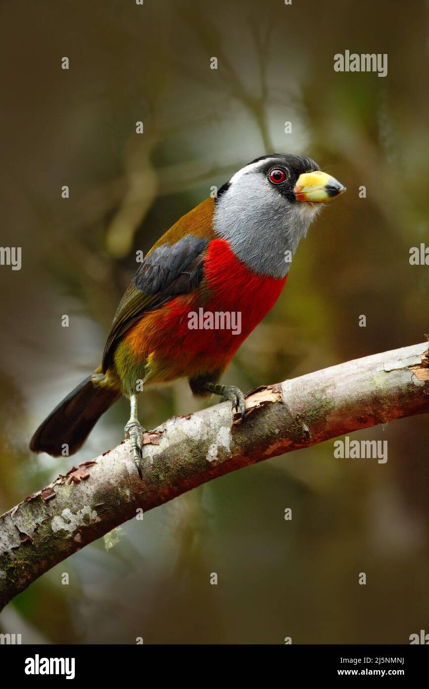 Bellissimo uccello dalla foresta tropicale. Uccello esotico grigio e rosso, Toucan Barbet, Semnornis ramphastinus, Bellavista, Ecuador. Toucan rosso dall'Ecuador. Uccello Foto Stock