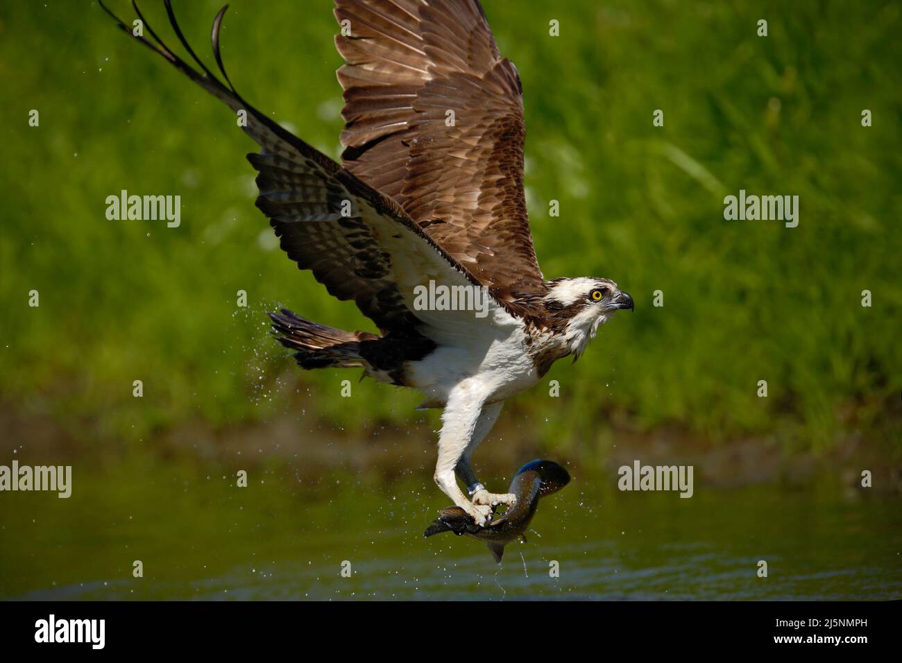 Osprey cattura pesce. Falco di falco con pesce. Scena d'azione con ospreda nell'habitat naturale delle acque. Osprey con pesce in mosca. Uccello di preda con pesce i Foto Stock