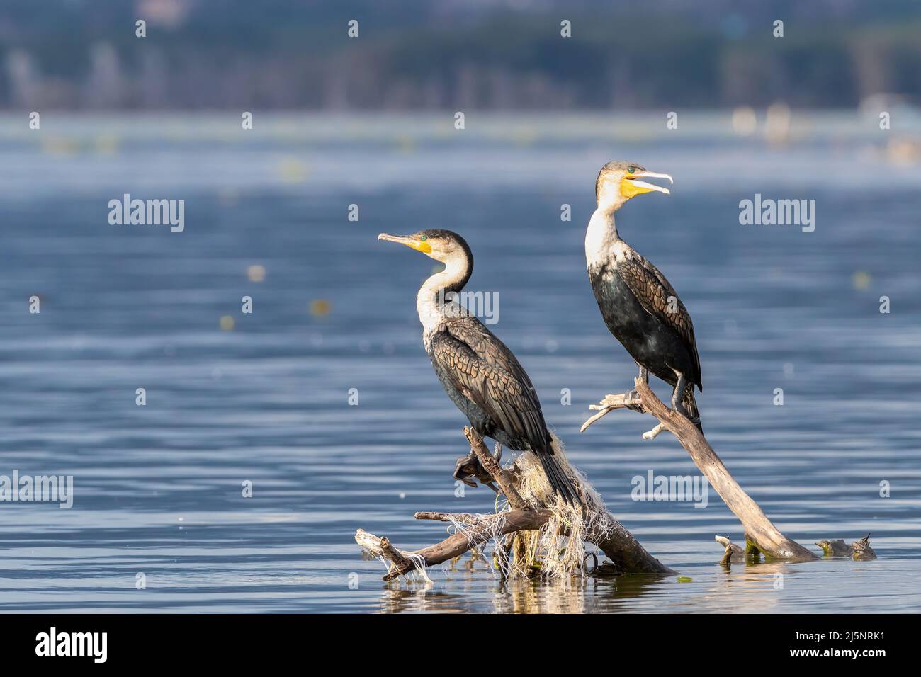 Un paio di grandi cormorani, il carbo Phalocrocorax, arroccato su un ramo di albero morto nel lago Naivasha, Kenya. La rete da pesca in plastica è avvolta intorno al Foto Stock