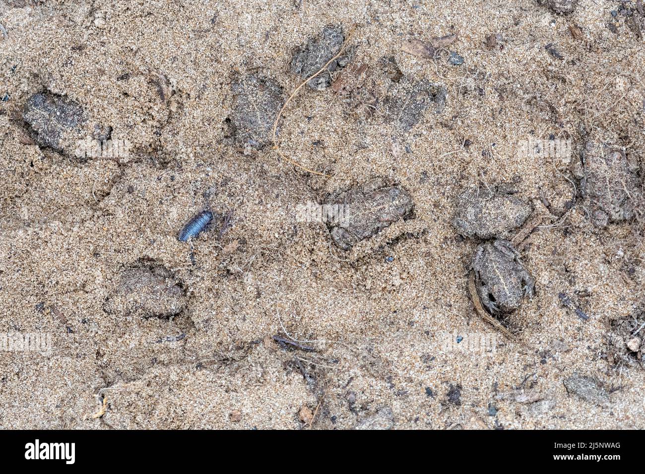 Natterjack toad (Epidalea calamita), diversi giovani natterjack toads nascondersi sotto un ceppo sepolto nella sabbia, Hampshire, Inghilterra, Regno Unito Foto Stock