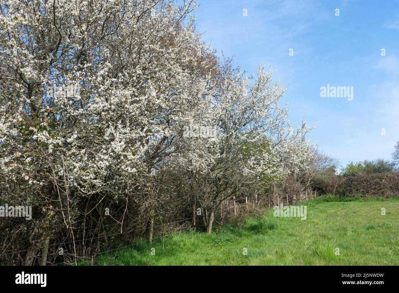 Siepe del torace nero in fiore durante aprile, Dorset, Inghilterra, Regno Unito. Fioritura Prunus spinosa. Foto Stock