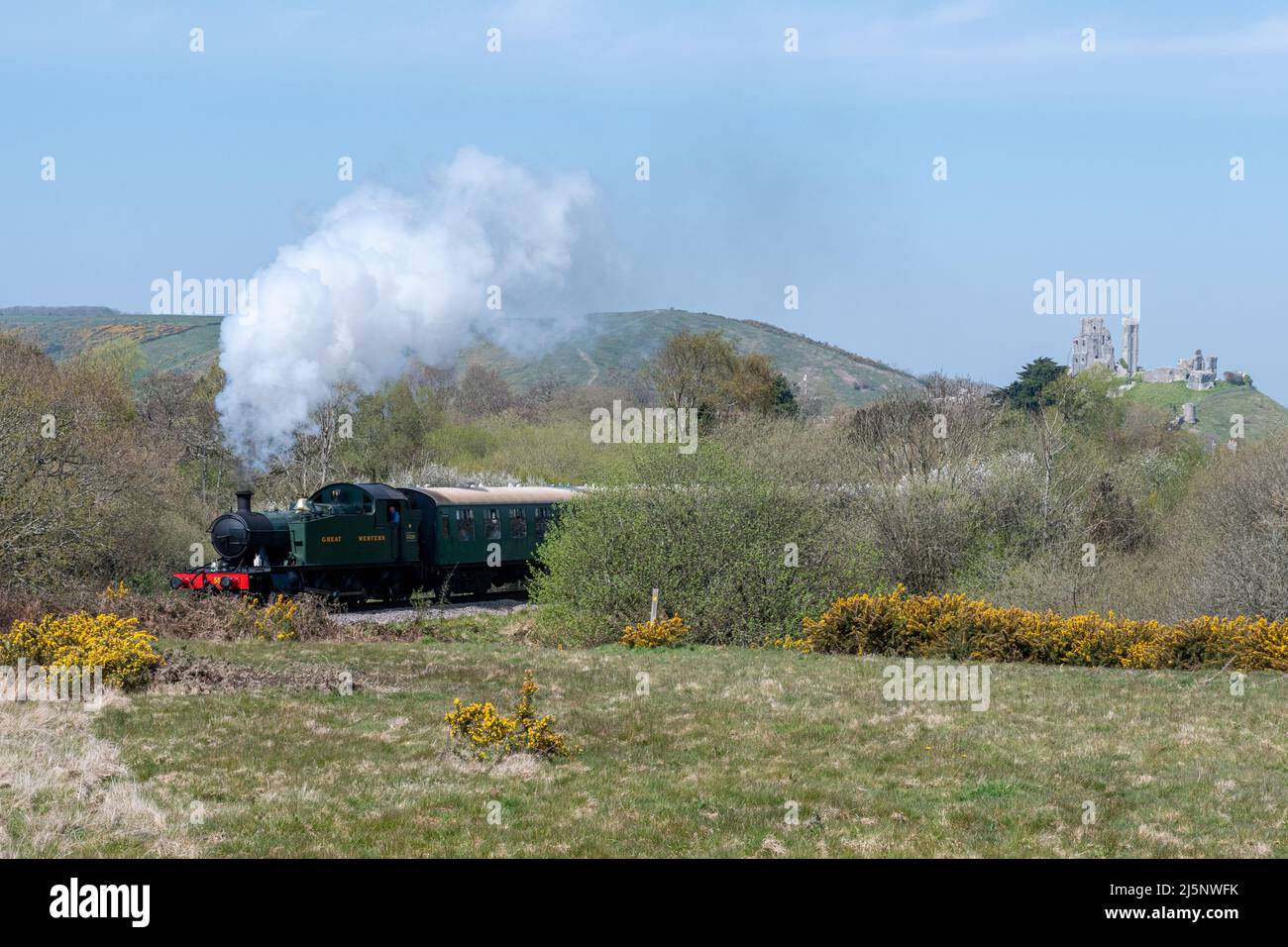 Treno a vapore sulla Swanage Railway passando attraverso Corfe Common con Corfe Castle in background, Dorset, Inghilterra, Regno Unito Foto Stock