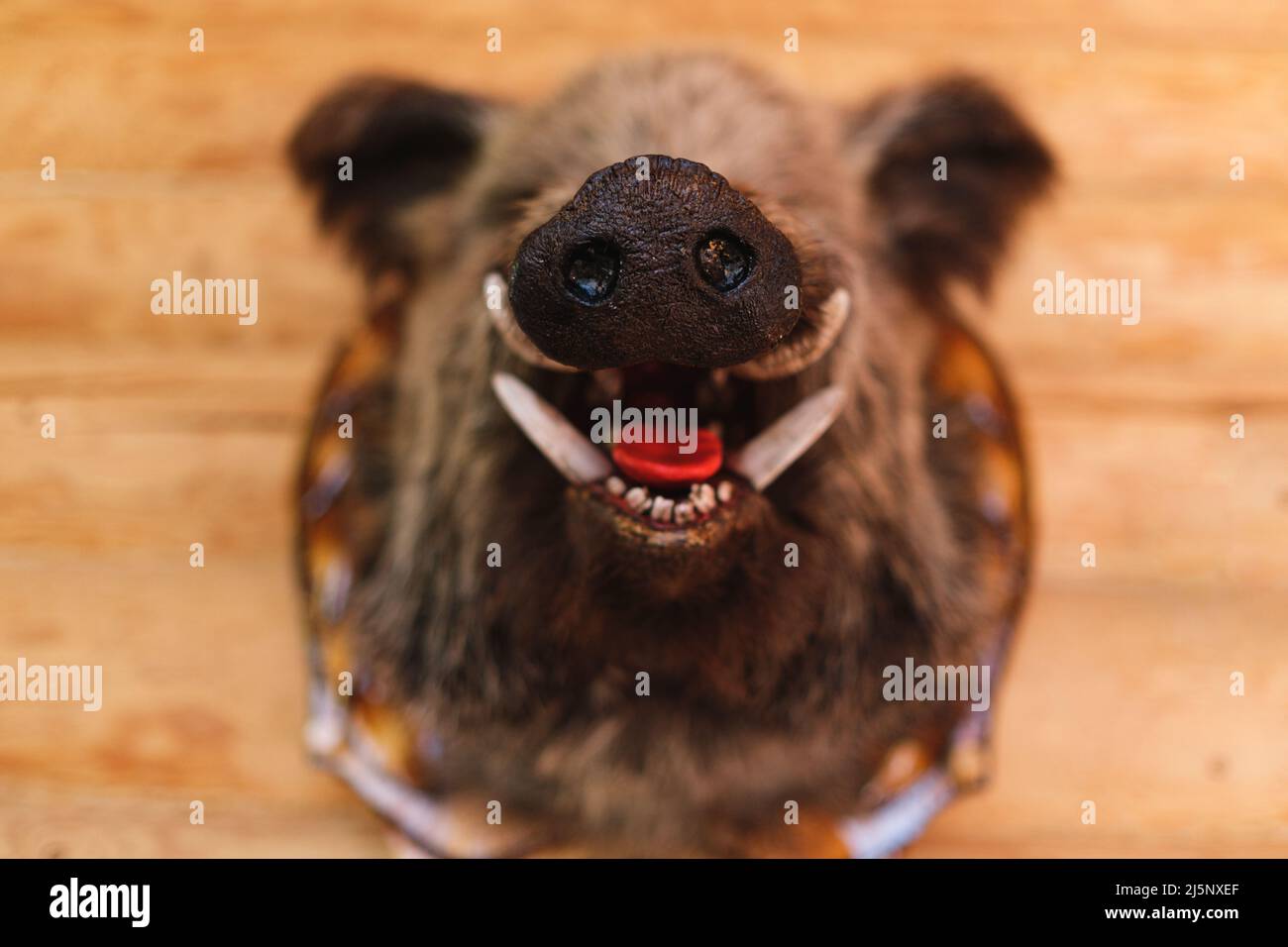 Testa di cinghiale con bocca aperta e fiocco in primo piano, muso a fuoco. Fabbricazione di animali ripieni, taxidermy. Terribile mostro spaventoso con sorriso creepy Foto Stock