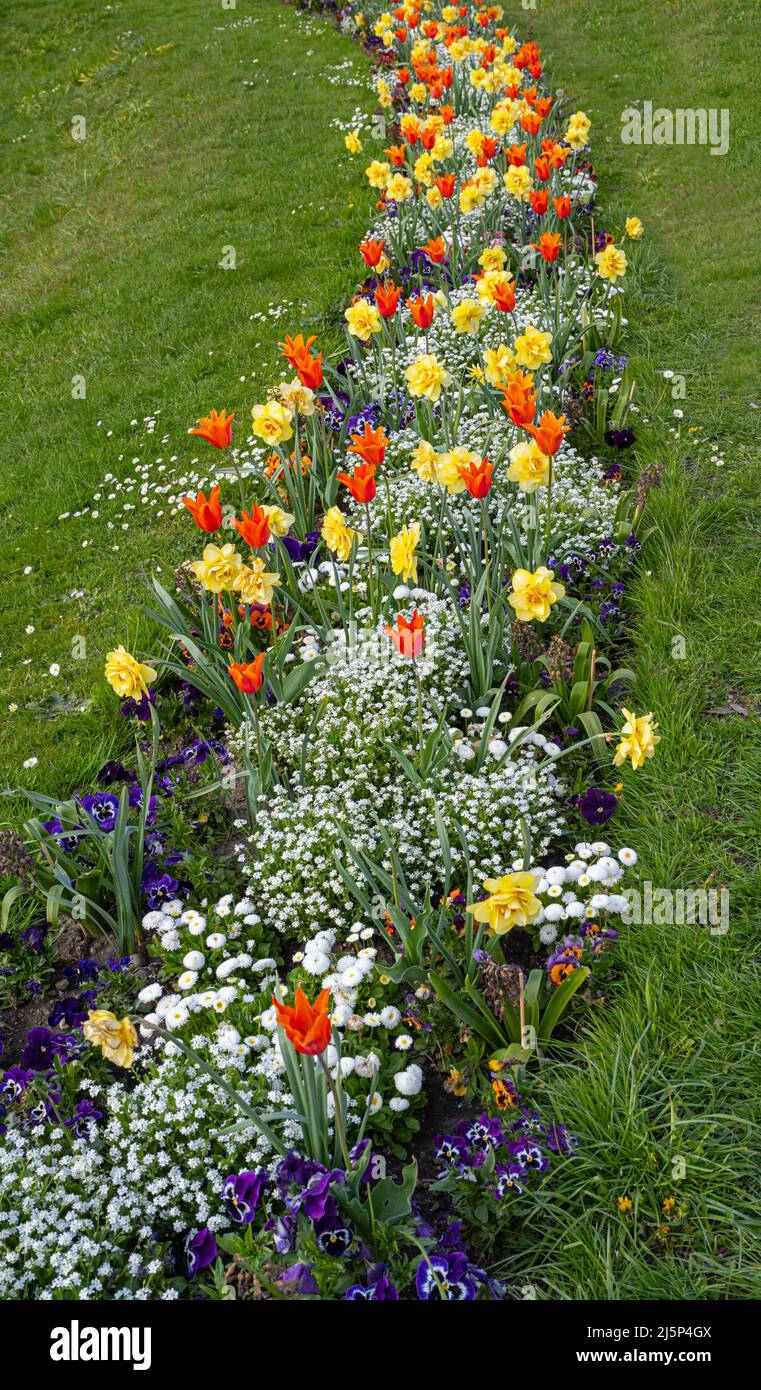 Tulipani fioriti, pansy e altri fiori primaverili in giardino. Baden Baden, Baden Württemberg, Germania Foto Stock