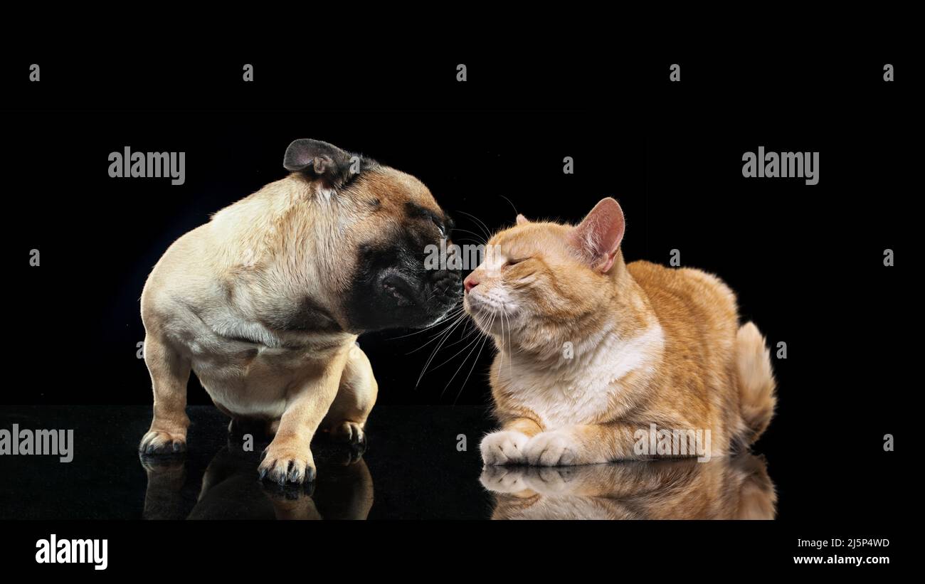 Ritratto di bel gatto e cane purebred isolato su sfondo scuro. Vita animale, amicizia, concetto di interazione. Collage Foto Stock
