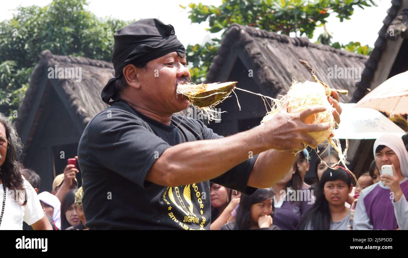 Un uomo dimostra la sua abilità nel peeling coconut utilizzando i suoi denti nel festival folk annuale che nella lingua locale è di solito chiamato Seren Taun Foto Stock