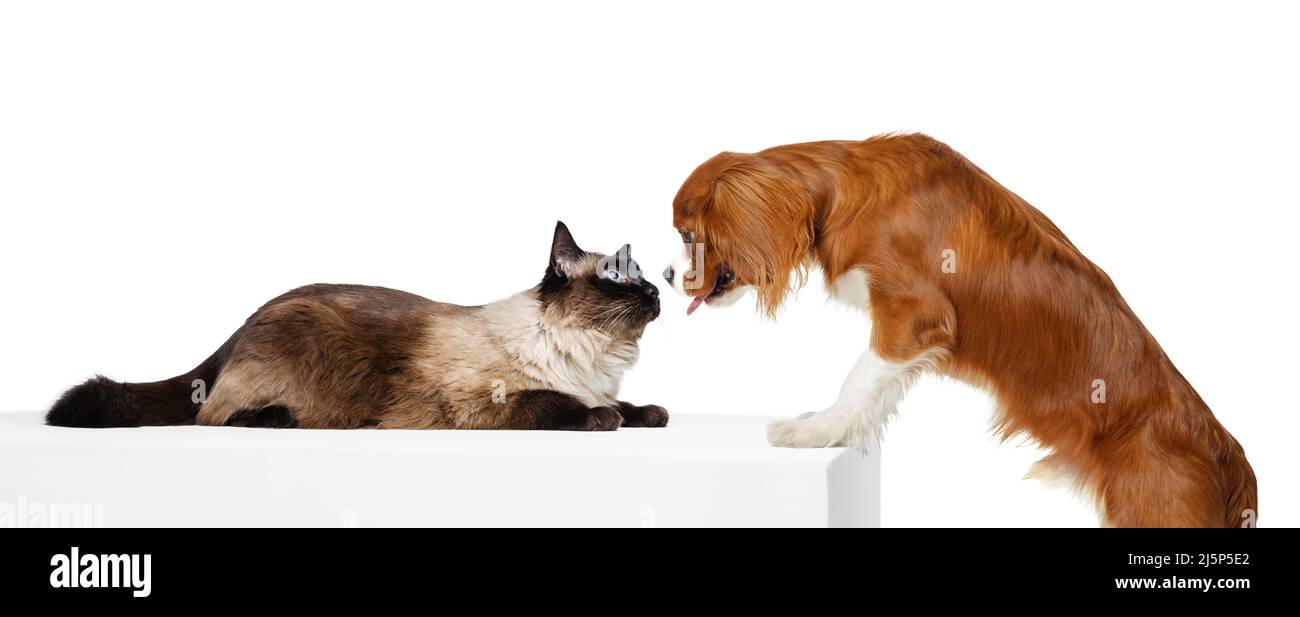 Ritratto di bel gatto e cane purebred isolato su sfondo bianco. Vita animale, amicizia, concetto di interazione. Collage Foto Stock