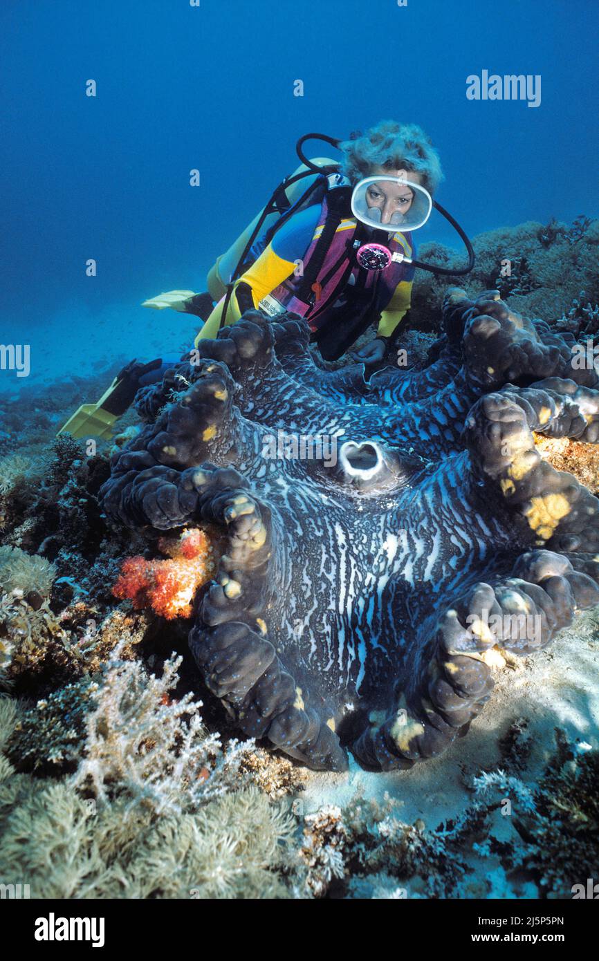 Subacqueo guarda su un grande clam gigante vero o clam Killer (Tridacna gigas), aperto, Ambon, mare banda, Indonesia, Asia Foto Stock