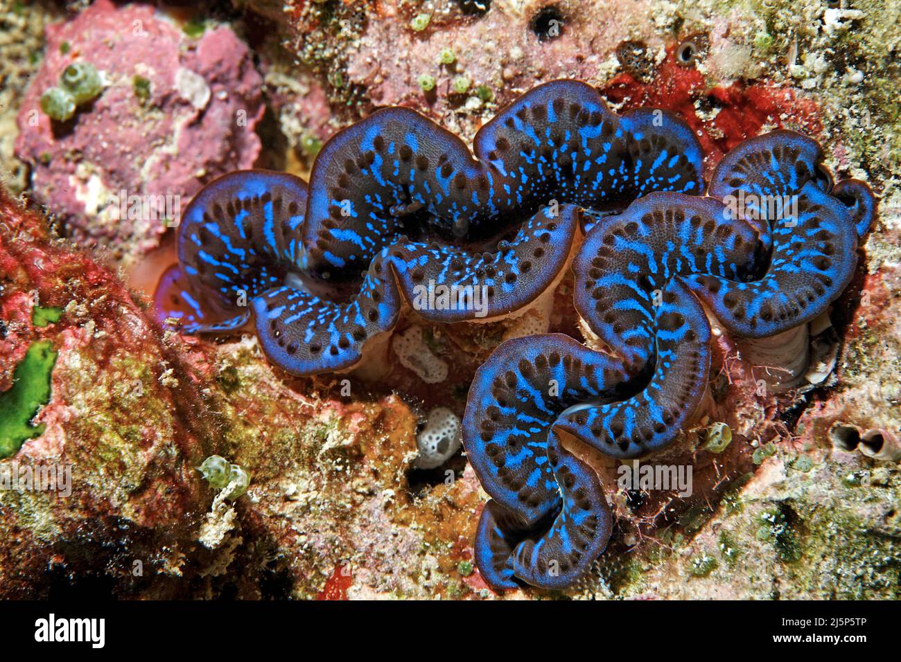 Noioso clam (Tridacna crocea), Maldive, Oceano Indiano, Asia Foto Stock