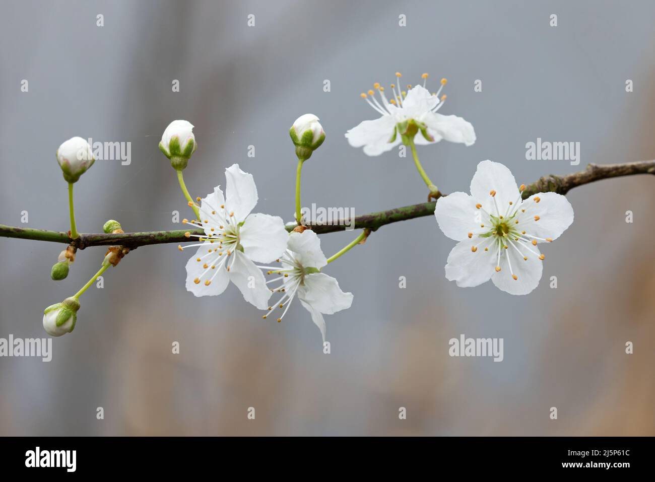 Fiore d'albero UEA Norwich GB Regno Unito marzo 2022 Foto Stock