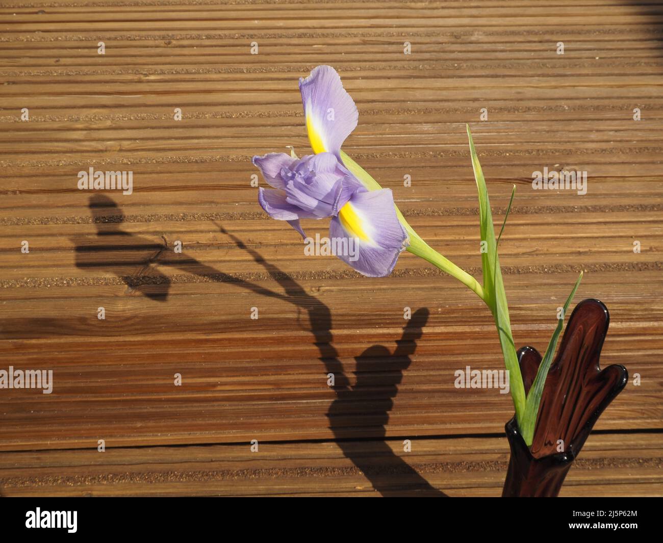 Fiore di iride blu e giallo in vetro viola con ombra allungata, su sfondo di legno di castagno con spazio per la copia. Foto Stock