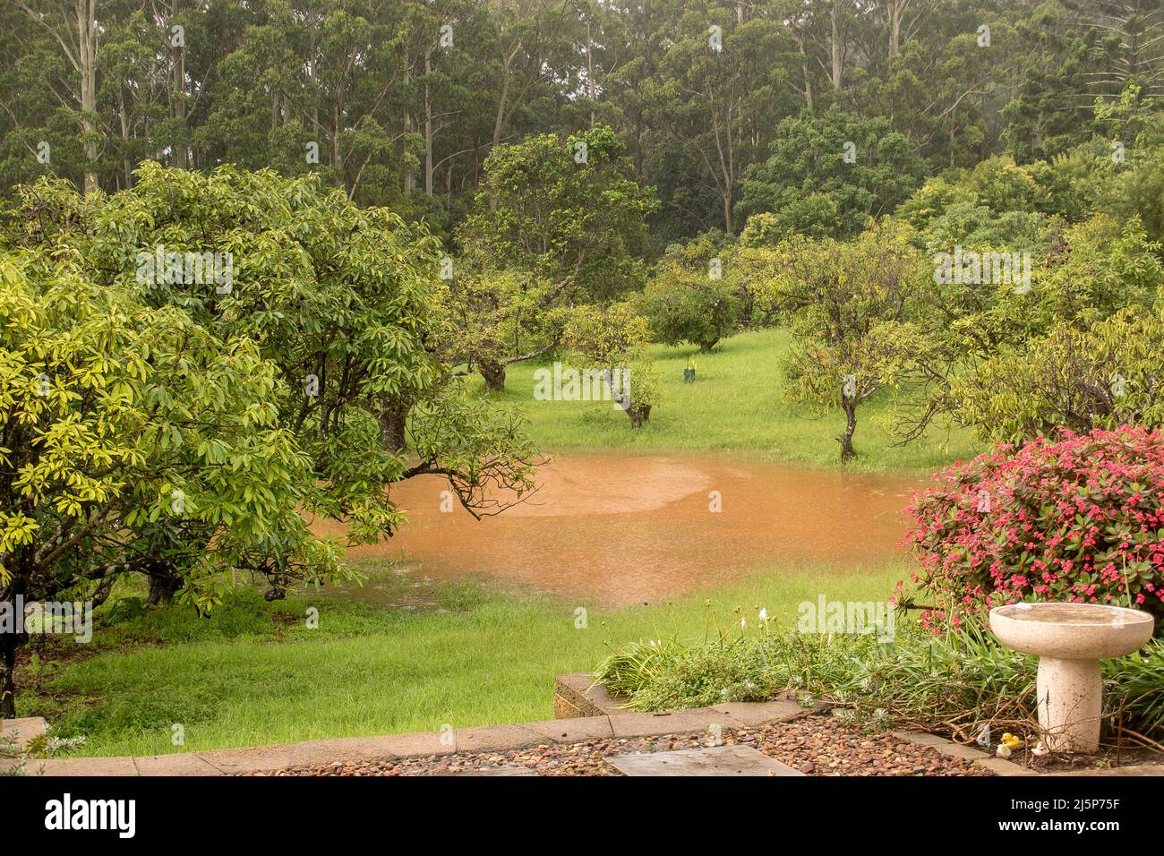 Area allagata di avocado (persea americana) frutteto dopo forte pioggia durante la manifestazione la Nina. Acqua colorata da terra rossa ricca, Queensland, Australia. Foto Stock