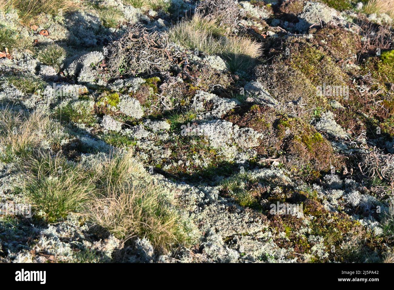 mossy ground, wortham ling, suffolk, inghilterra Foto Stock