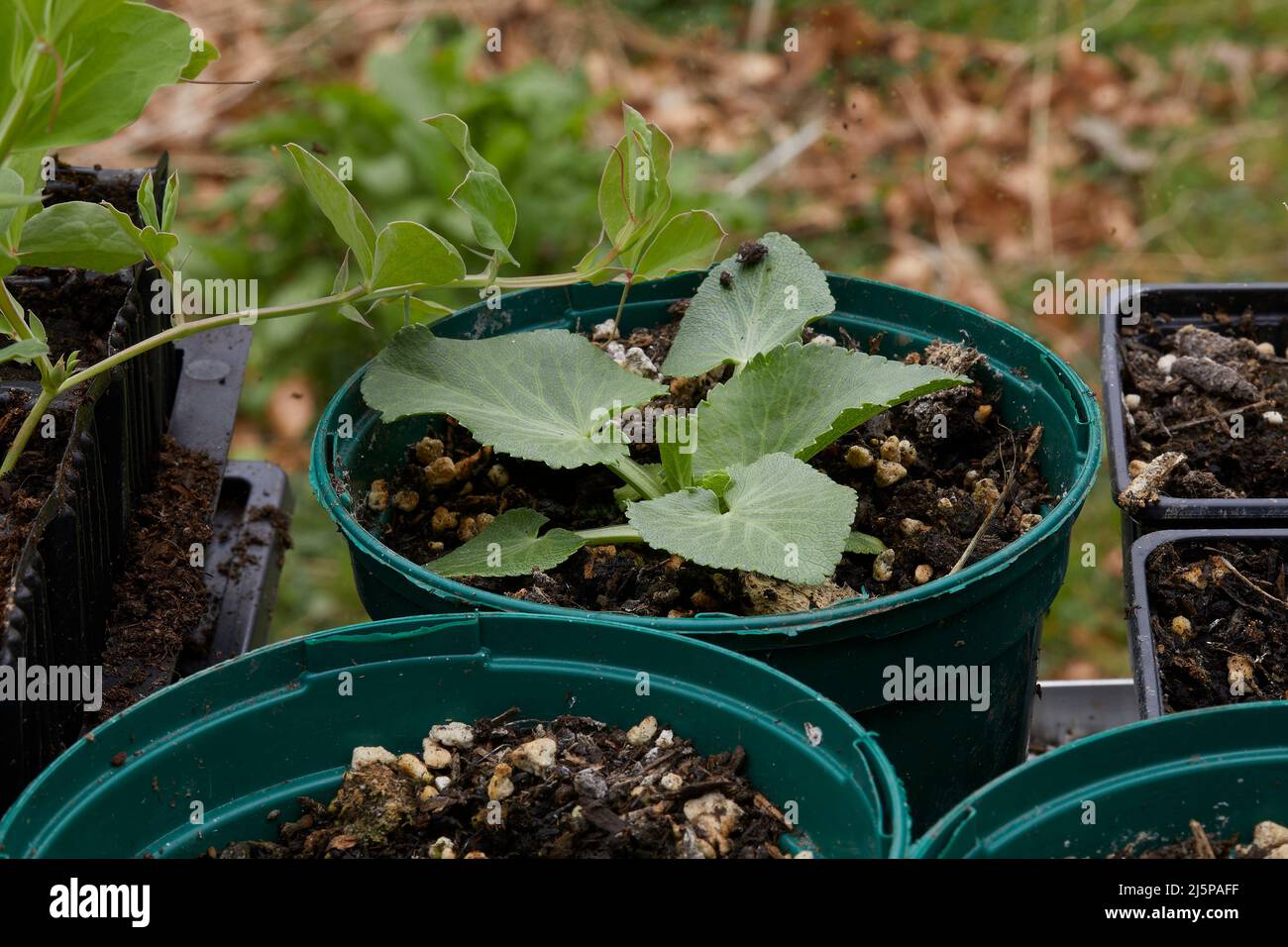 Nella serra non riscaldata, vassoi di semi con Eryngium 'ilver Ghost' Foto Stock