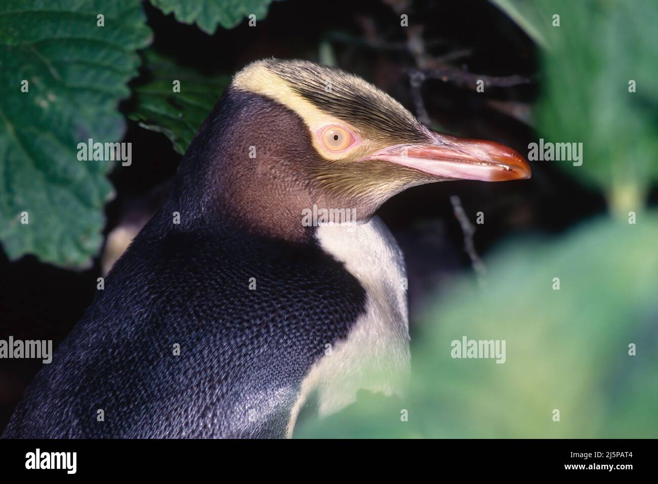 Pinguino dall'occhio giallo (Megadyptes antipodi), nella foresta di rata dell'isola di Enderby nelle isole di Auckland, Nuova Zelanda Foto Stock