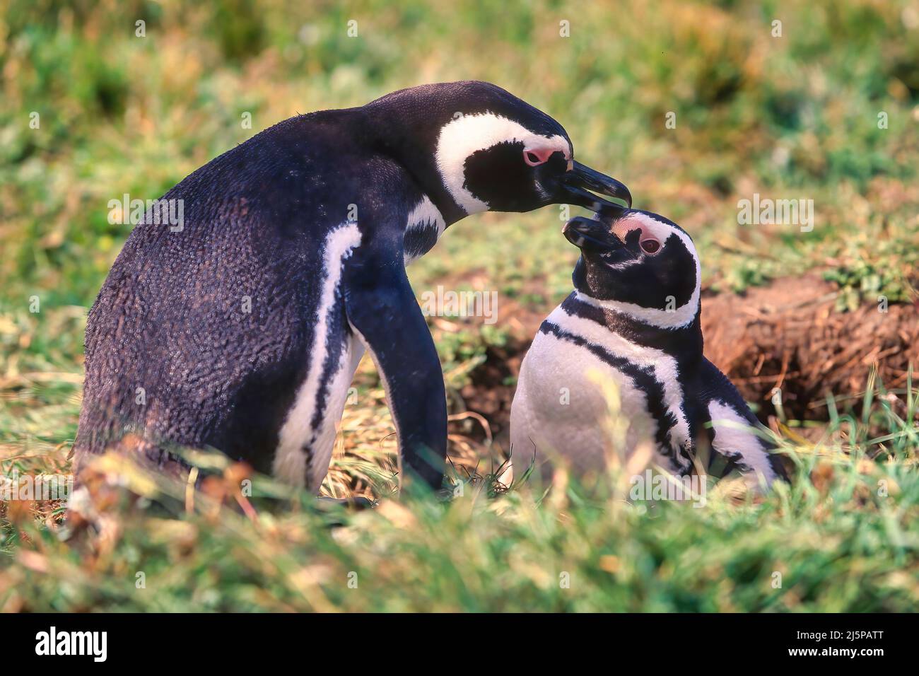 Coppia di pinguini magellanici (Spheniscus magellanicus), Isole Falkland Foto Stock