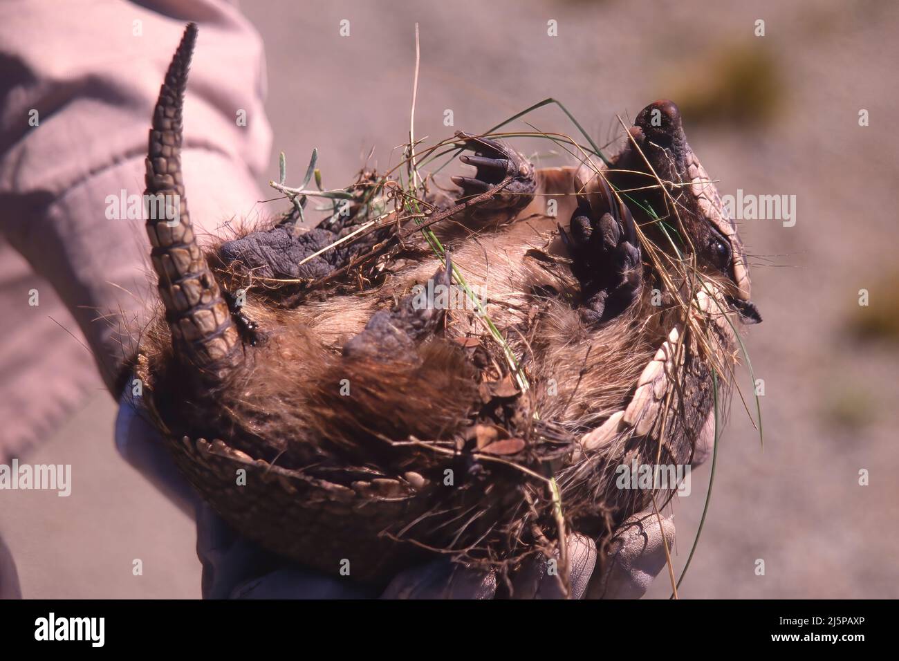 Mano che tiene grande peloso Armadillo o grande armadillo peloso (Chaetophractus villosus) sulla sua schiena, Patagonia, Argentina Foto Stock