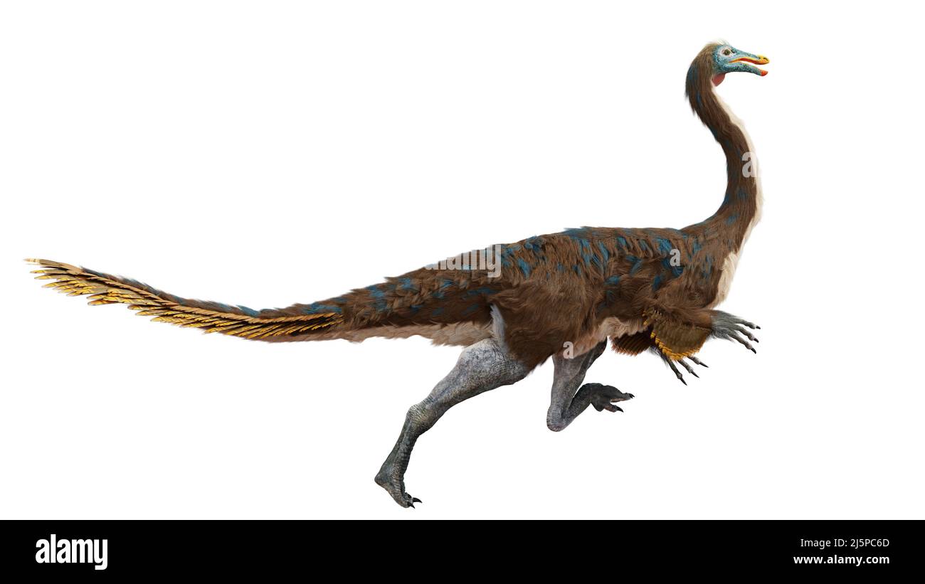 Gallimus, dinosauro teropodo con una velocità massima stimata di 42–56 km all'ora, isolato su sfondo bianco Foto Stock