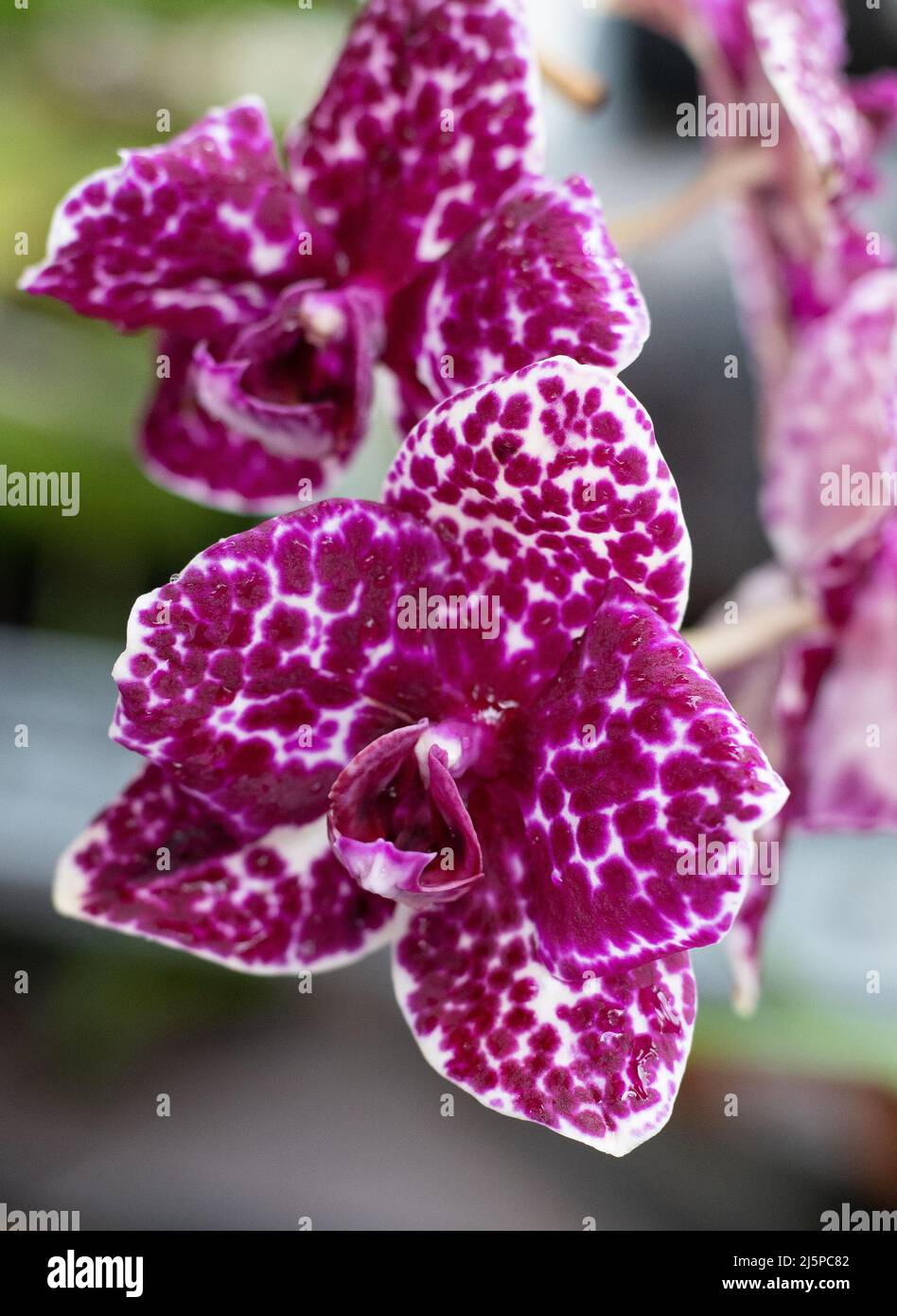 Orchid Phalaenopsis Lioulin Wild Cat. Boccioli bianchi viola punteggiati e macchiati. Fiore rosa Borgogna. Primo piano delle orchidee. Varietà rara. Foto Stock