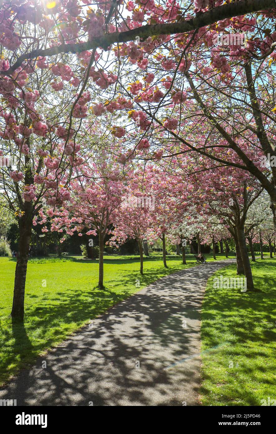 Alberi di ciliegio fioriti in primavera a Herbert Park, Dublino, Irlanda. Fiori rosa e bianco grazioso. Luce del sole applaudiata sul sentiero. Foto Stock