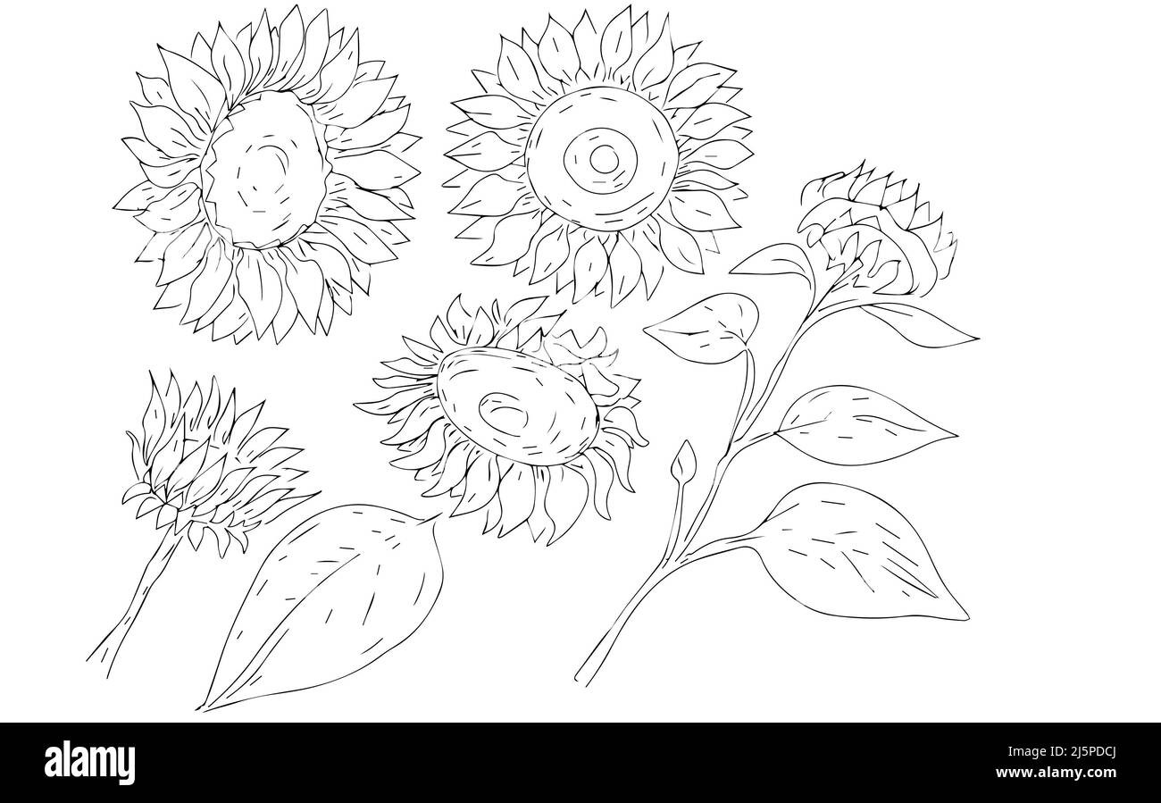 girasoli fiori semi raccolta estate illustrazione grafica disegno a mano bozzetto da colorare libro per bambini impostato separatamente su bianco Foto Stock