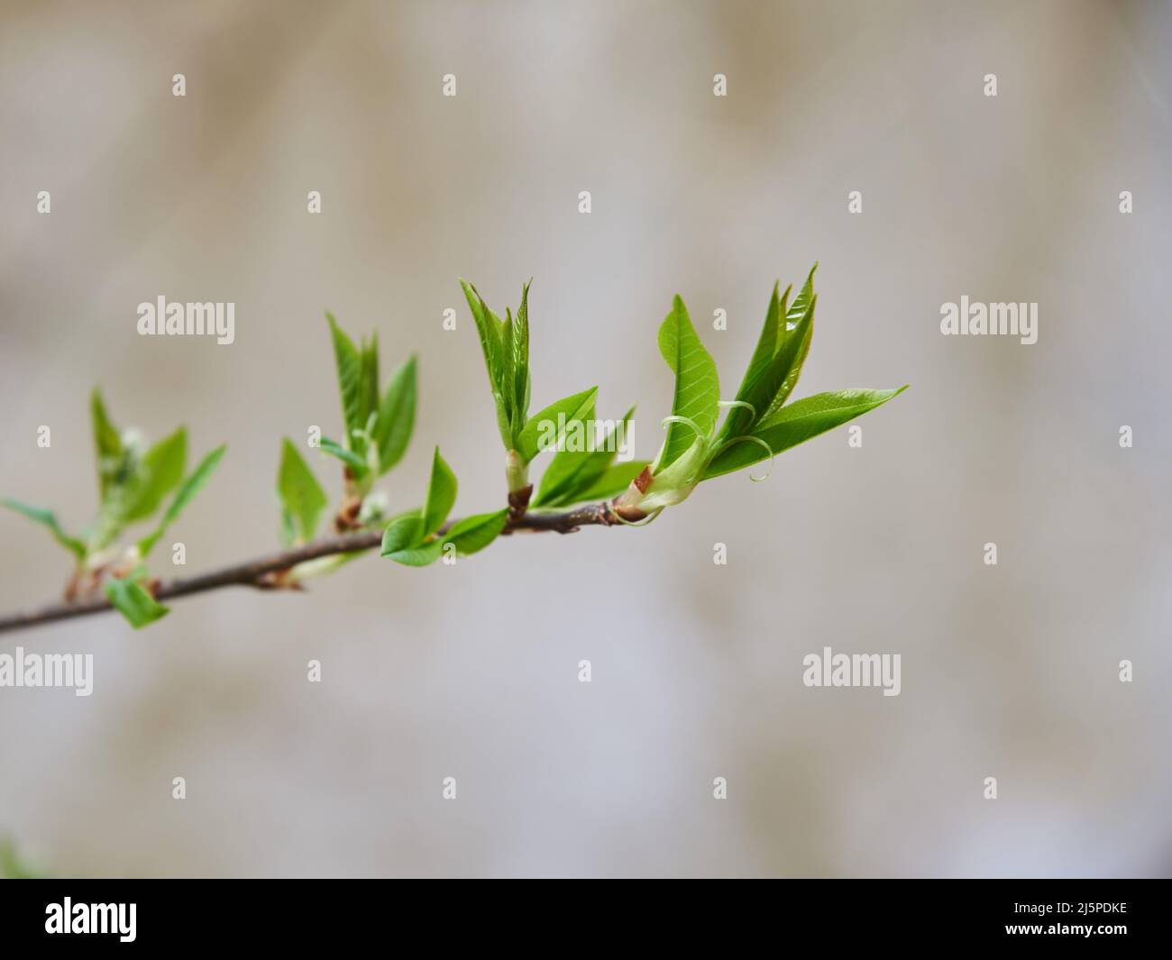 Un ramo di ciliegio con delicate foglie di primavera su uno sfondo sfocato. Foto Stock