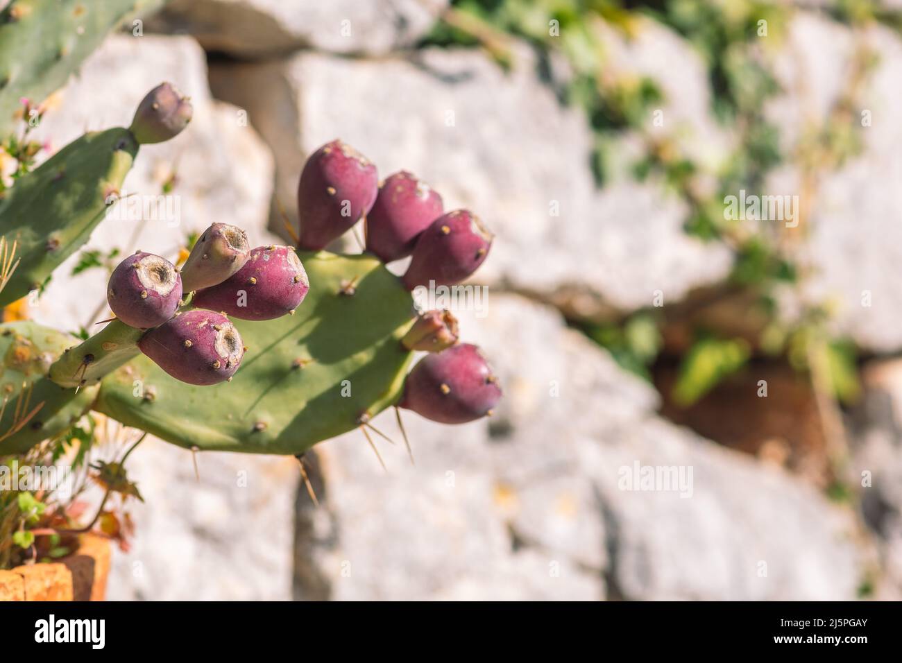 Viola cactus di pera di prickly vicino ad un muro di pietra asciutto in una giornata di sole Foto Stock