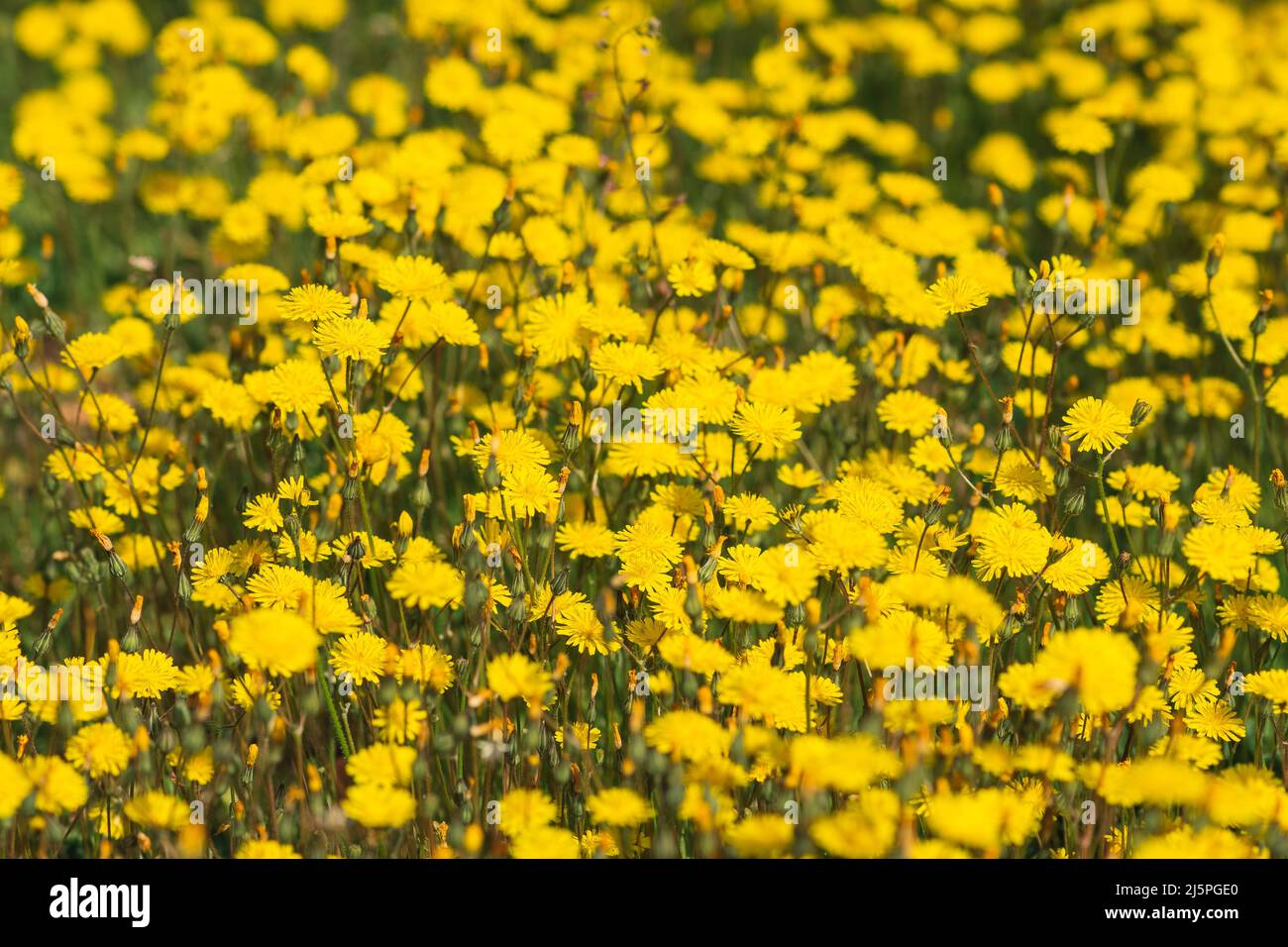Campo di bellissimi fiori gialli di dente di leone Foto Stock