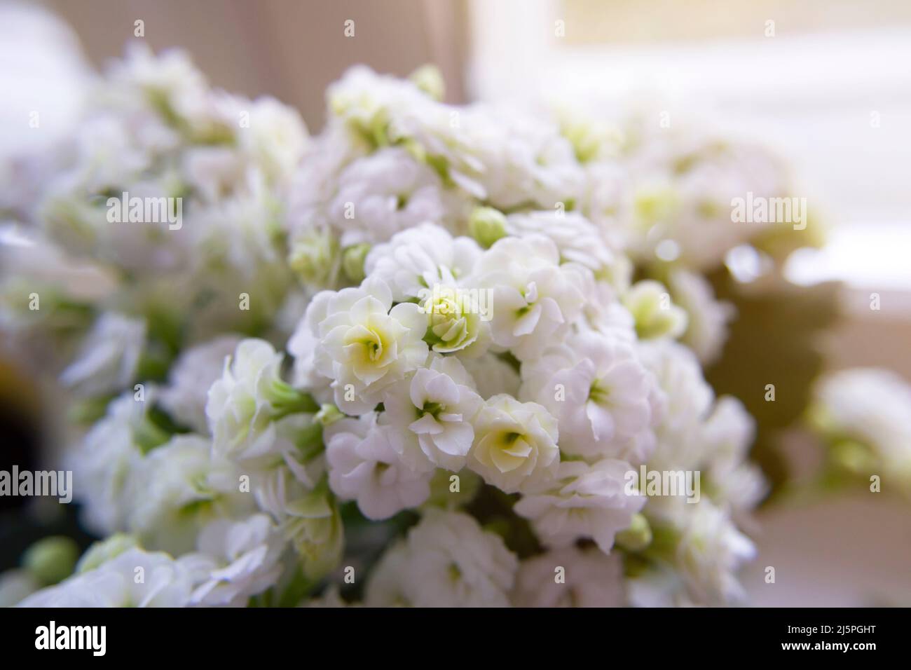 Kalanchoe Blossfeldiana Poelln. Bella primavera fiori in fiore. Molti piccoli fiori bianchi. Impianti interni domestici. Sfondo floreale naturale chiaro. IDR Foto Stock