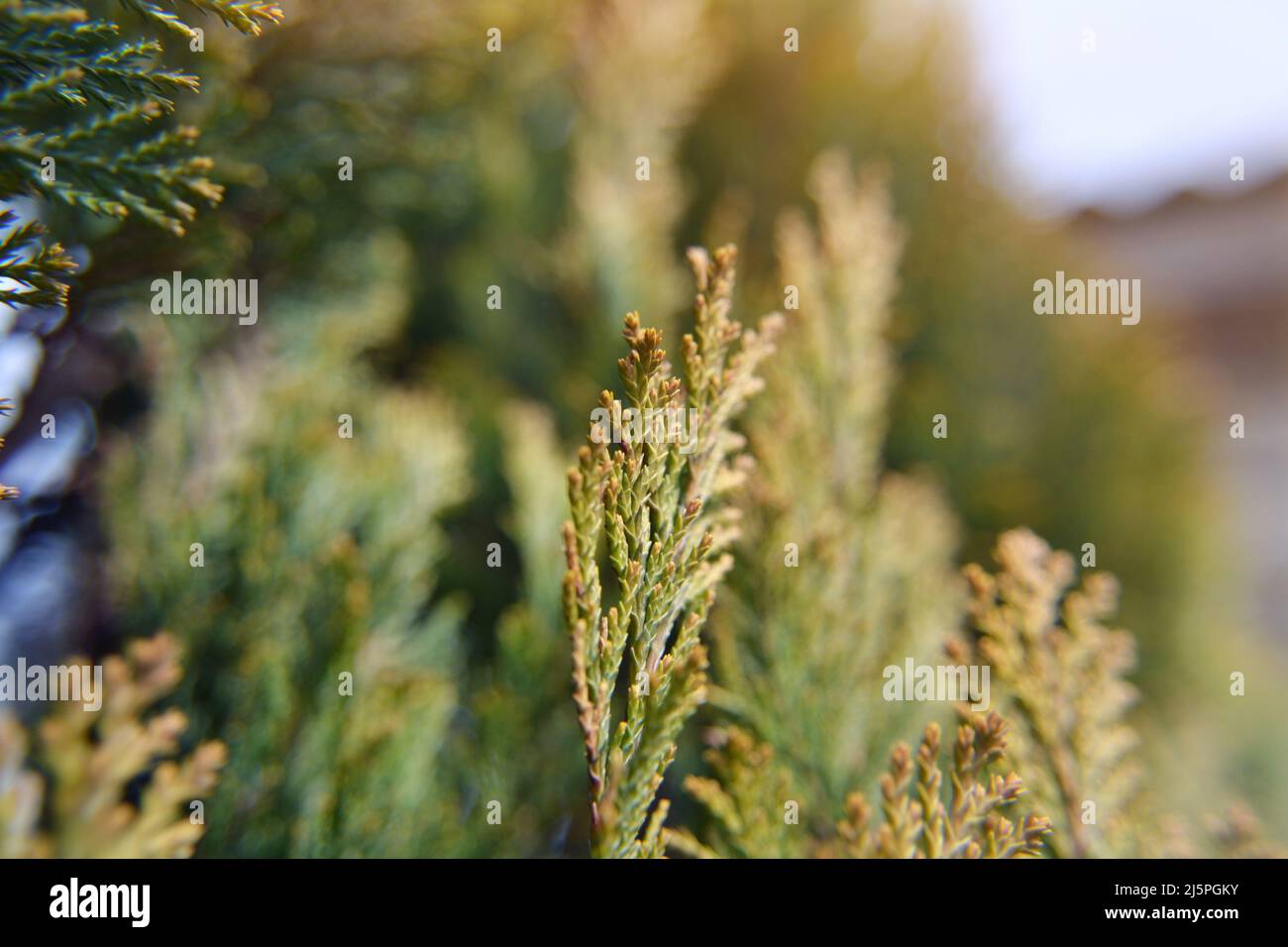 False arborvitae. Thuja occidentalis, cedro bianco settentrionale, cedro bianco orientale, o arborvitae. Il ramo verde e giallo. Il colo verde e giallo Foto Stock