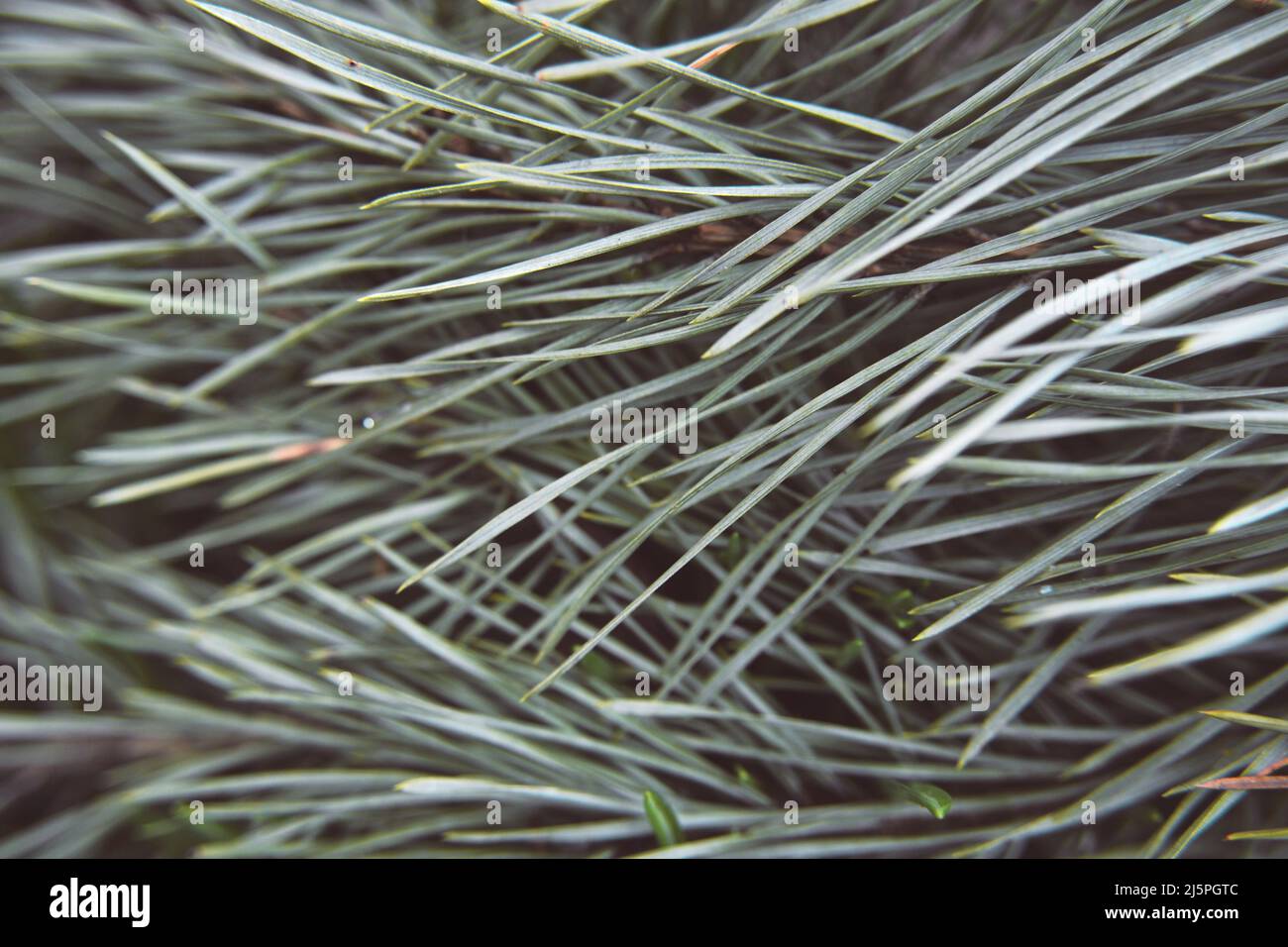 Aghi su rami di pino in primo piano. Ramo di abete verde; sfondo naturale della foresta. Splendido sfondo testurizzato in colori pastello. Spazio copia. Foto Stock