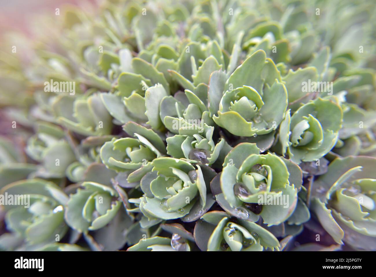 Sfondo vegetativo astratto. Diverse file di piccole succulenti con foglie dense crescono vicine l'una all'altra. Texture verde erba parete per sfondo. Foto Stock