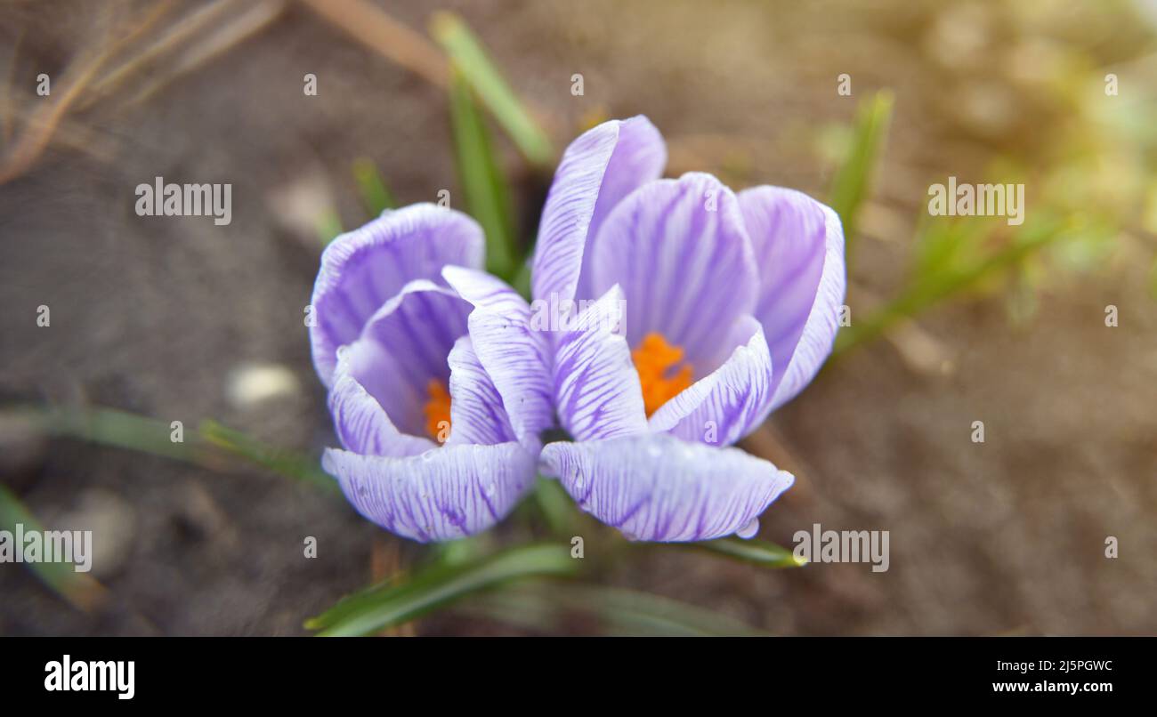 Crocus fiorisce la bella mattina con la luce del sole nella foresta nel mese di aprile. Croci viola in fiore, fiore di primavera. Sfondo naturale con fioritura v Foto Stock
