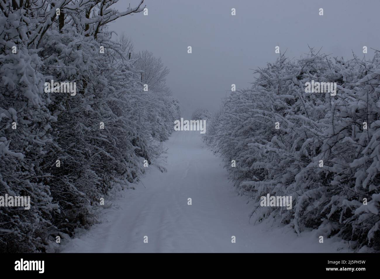 Un chemin enneigés entouré de haies Foto Stock