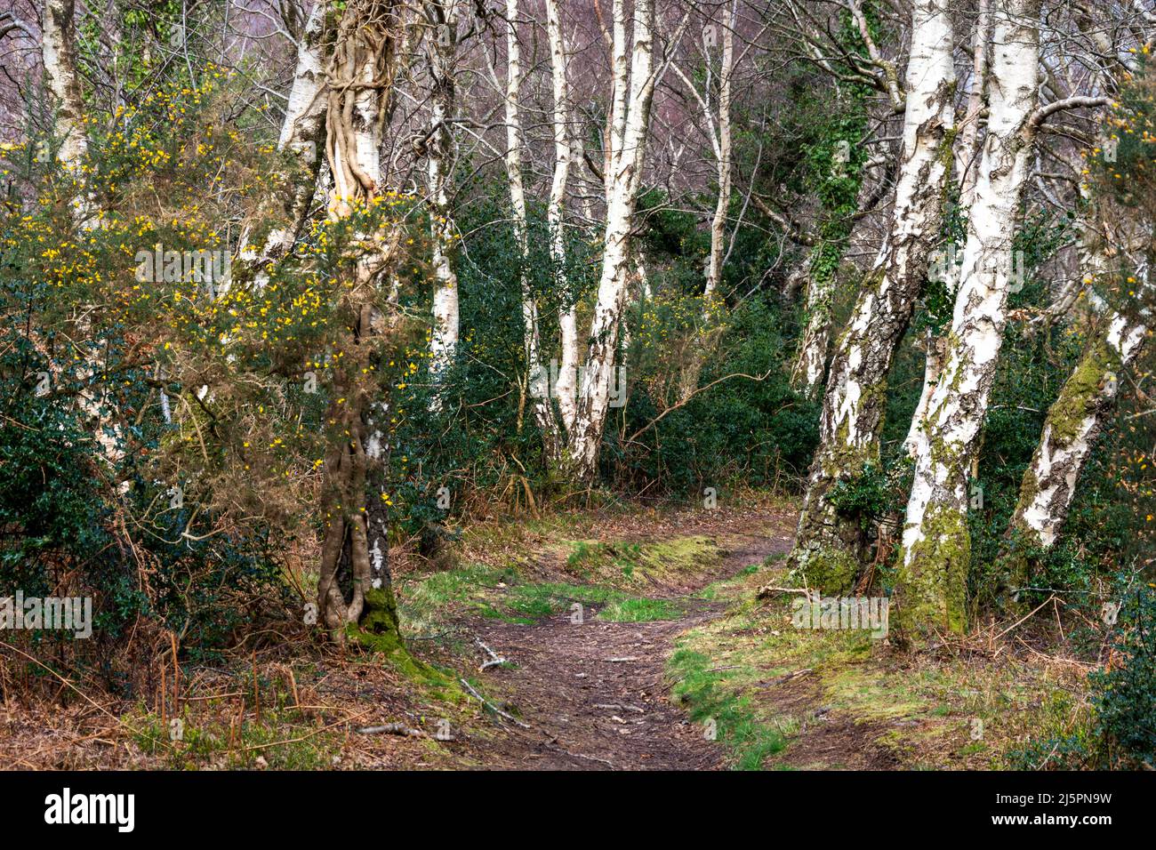 Alberi di betulla in Argento maturi in un ambiente boscoso Foto Stock