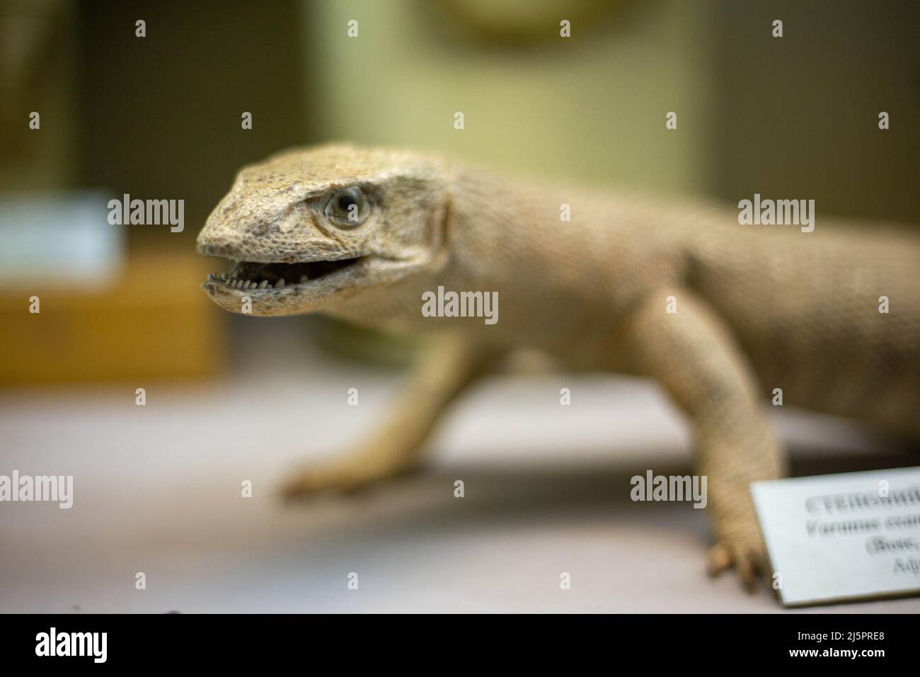 Ripieni rari rettili nel museo Foto Stock