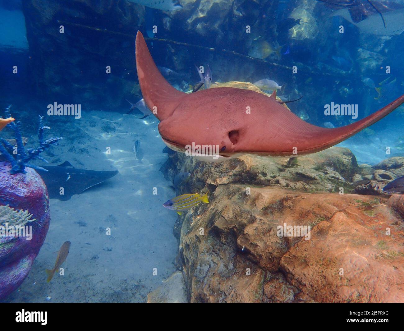 Cownose Ray nuotare sulla barriera corallina, a razze Foto Stock