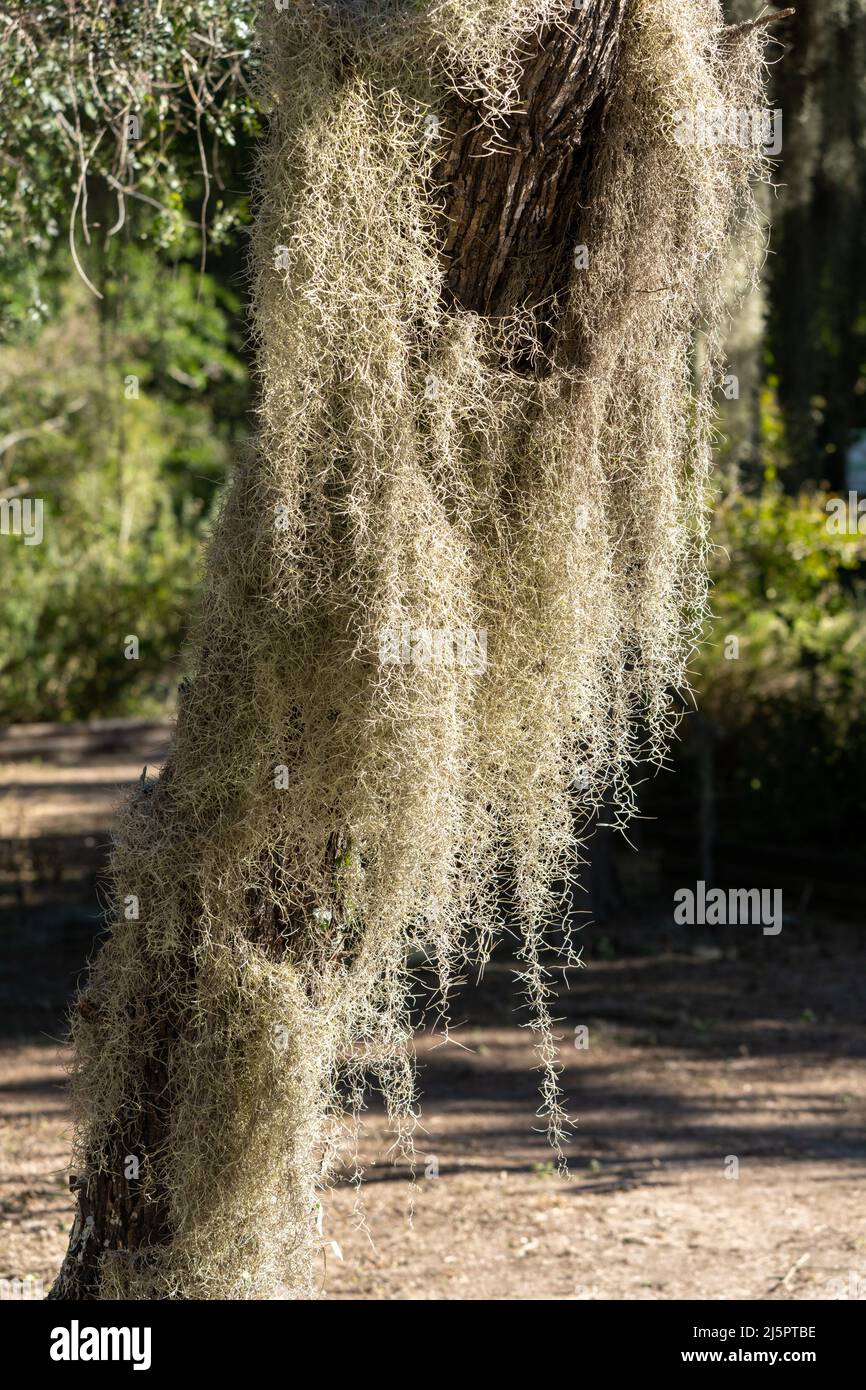 Muschio spagnolo, Tillandsia usuneoides, un airplant epifitico, che cresce su alberi nel Sabal Palm Sanctuary, Brownsville, Texas. Foto Stock