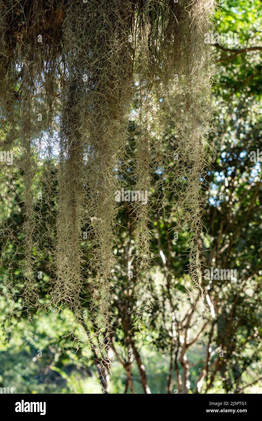 Muschio spagnolo, Tillandsia usuneoides, un airplant epifitico, che cresce su alberi nel Sabal Palm Sanctuary, Brownsville, Texas. Foto Stock
