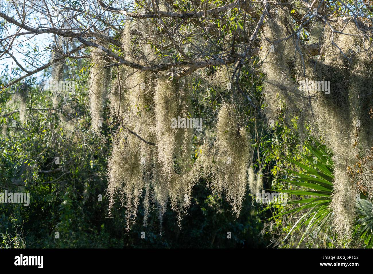 Muschio spagnolo, Tillandsia usuneoides, un airplant epifitico, che cresce su alberi nel Sabal Palm Sanctuary, Brownsville, Texas. Foto Stock