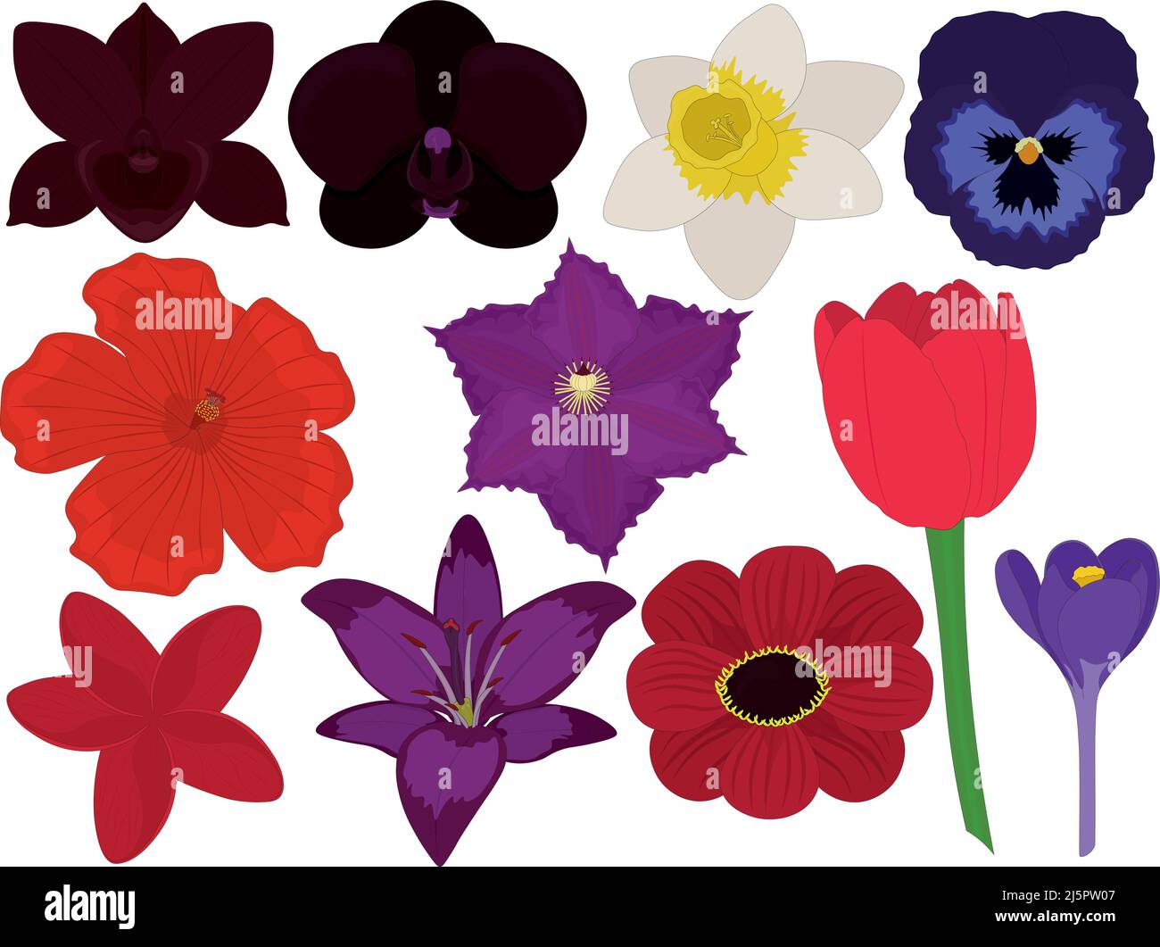Vari fiori belli e luminosi collezione di illustrazione vettoriale Illustrazione Vettoriale