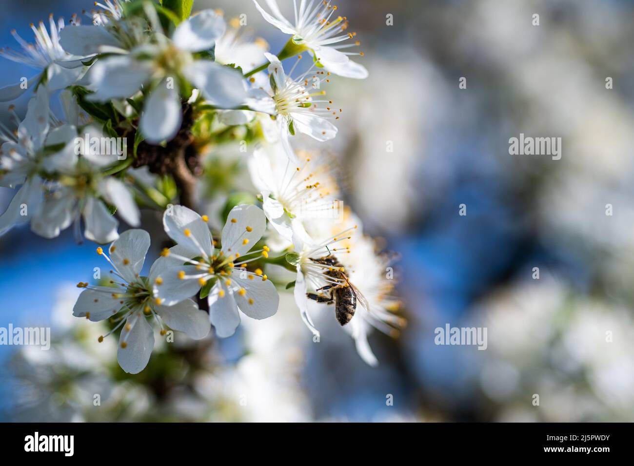 Bee di lavoro sul fiore di ciliegia. Foto Stock
